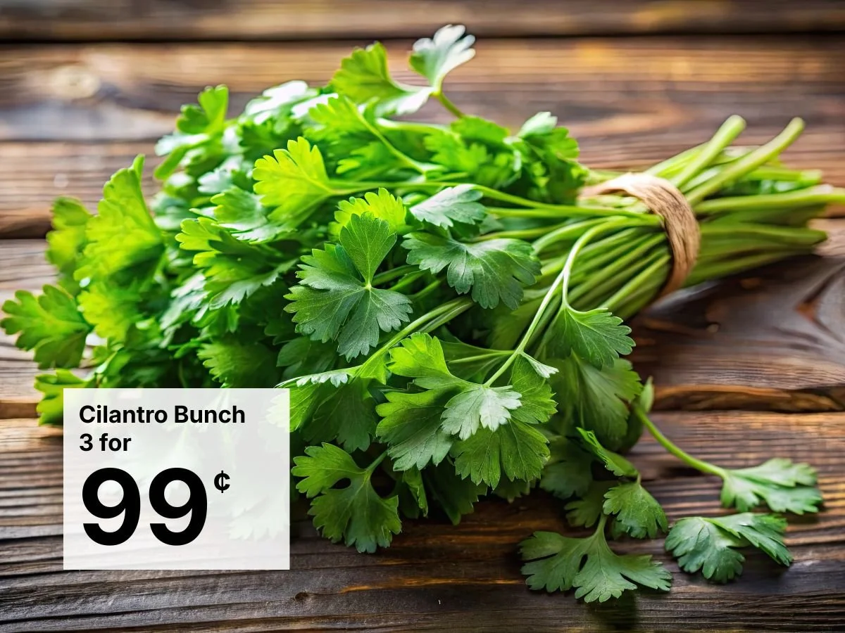 Cilantro