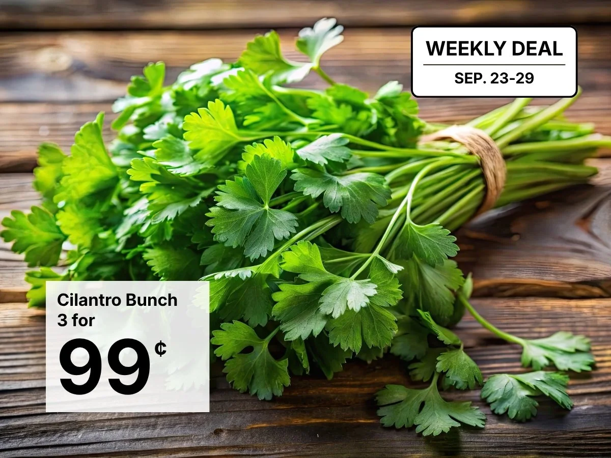 Cilantro