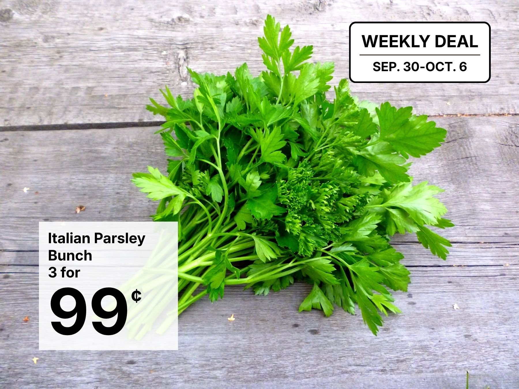 Italian Parsley
