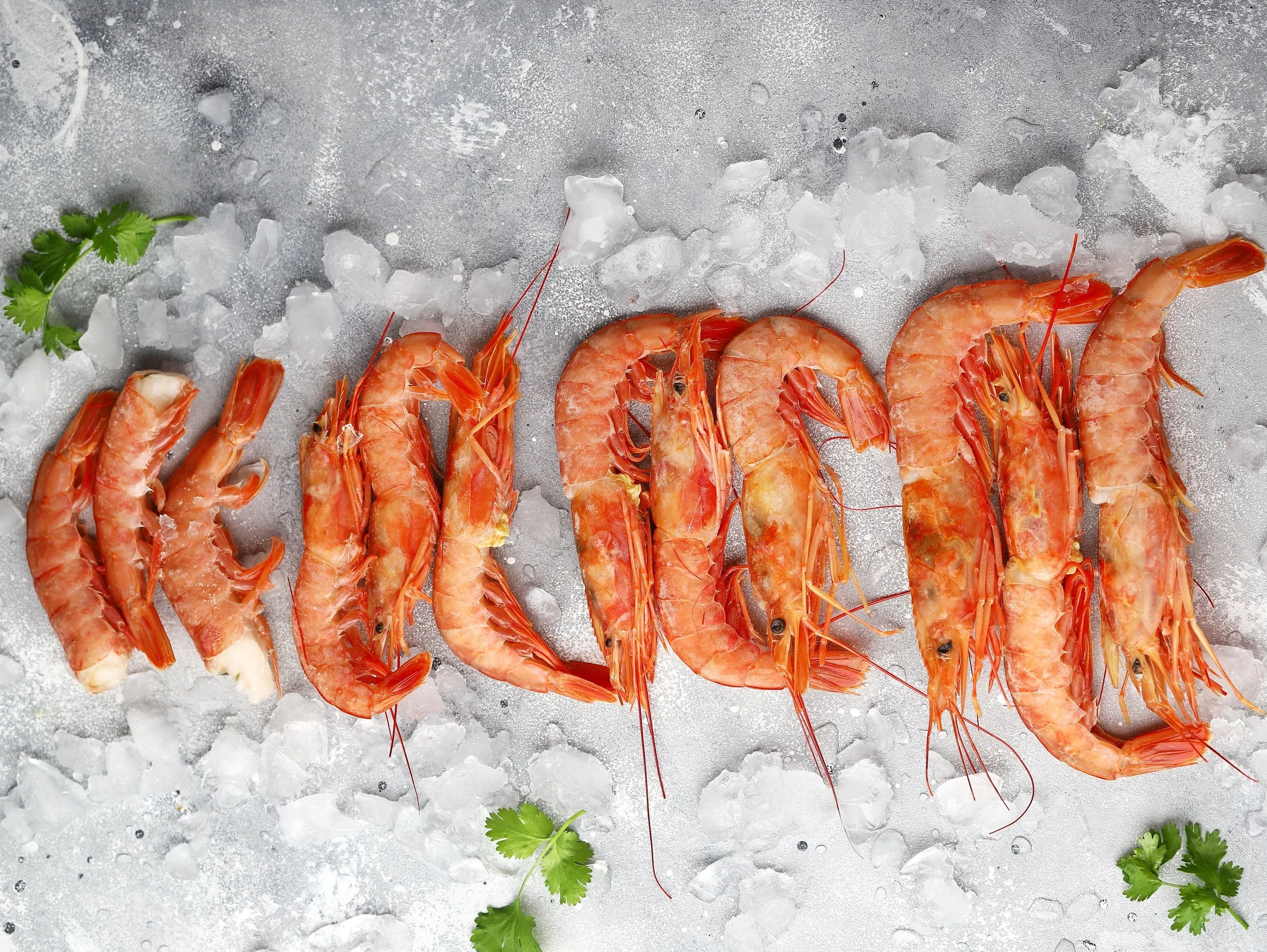 Shrimp of different sizes arranged from small to large on crushed ice.