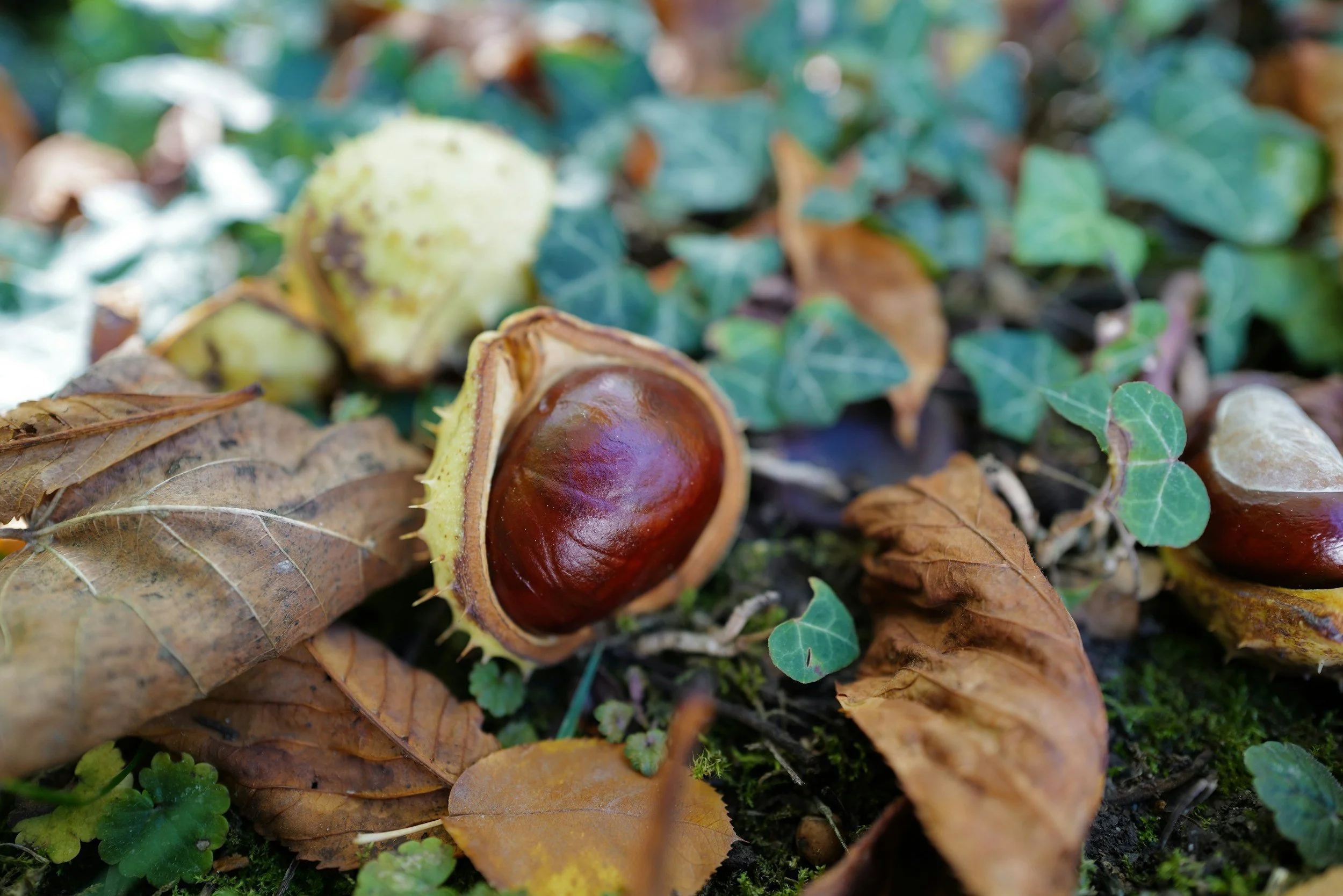 Chestnuts in a spiny shell on the forest floor surrounded by dry and green leaves, moss, and ivy.