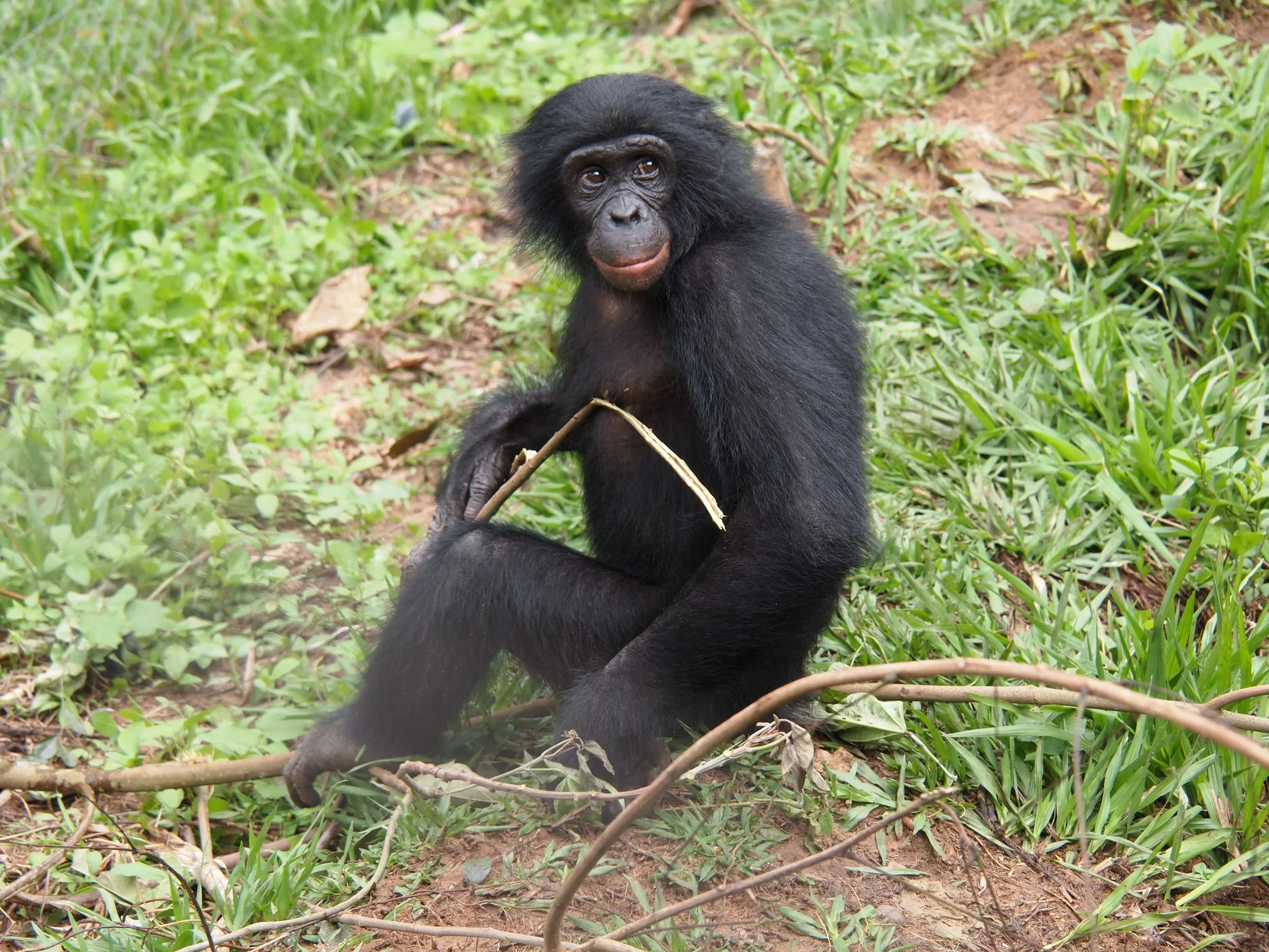 Stories from the forest header