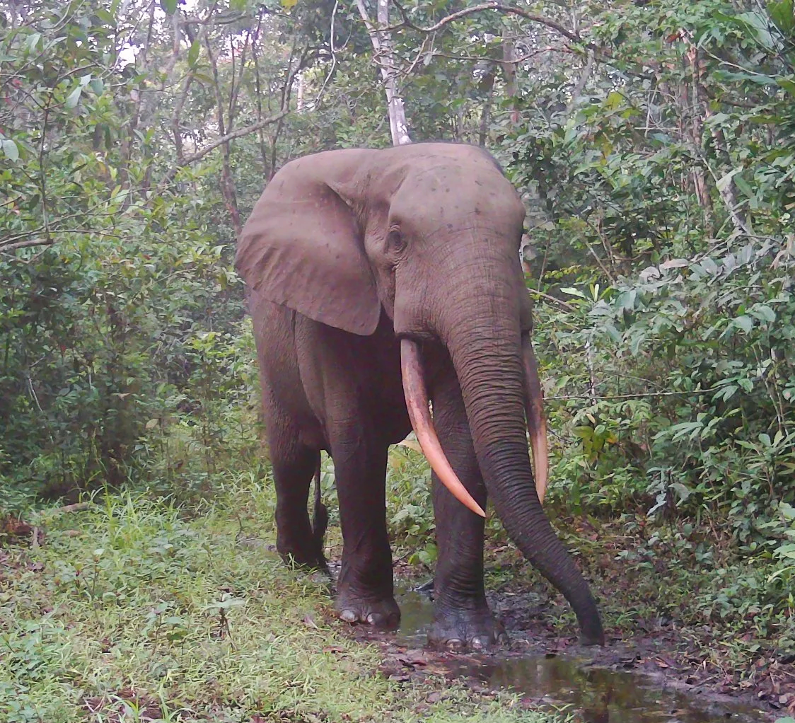 08050192_adult elephant_blvd_day.png