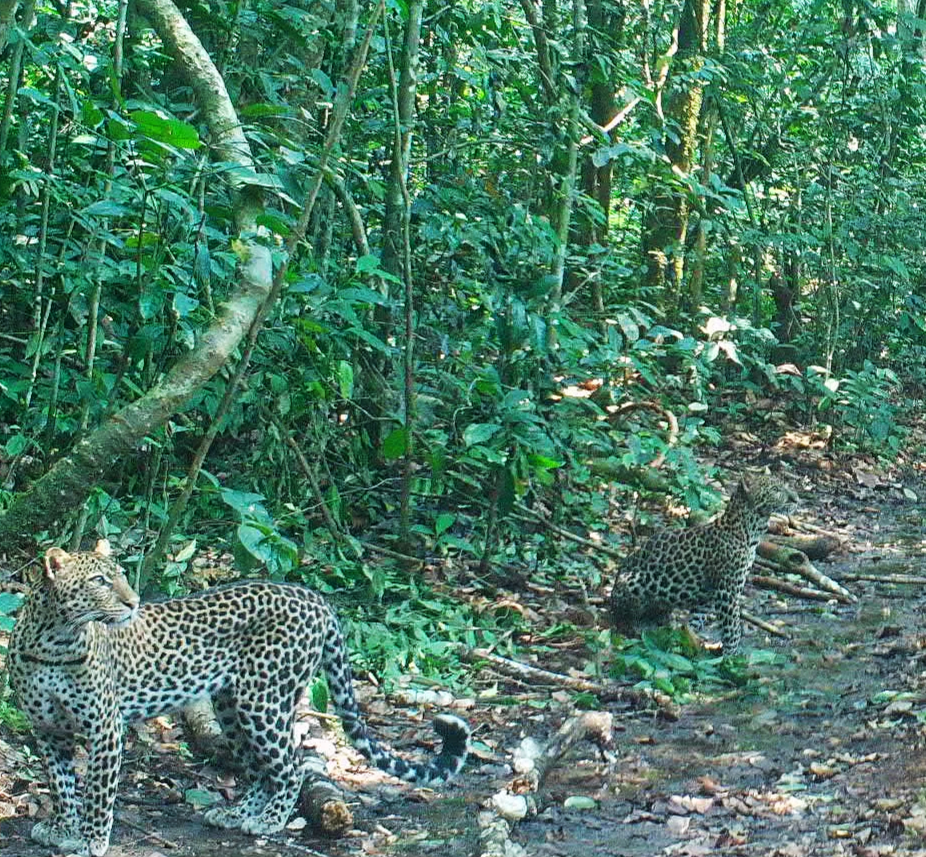 08220116_two leopards_day_2.png