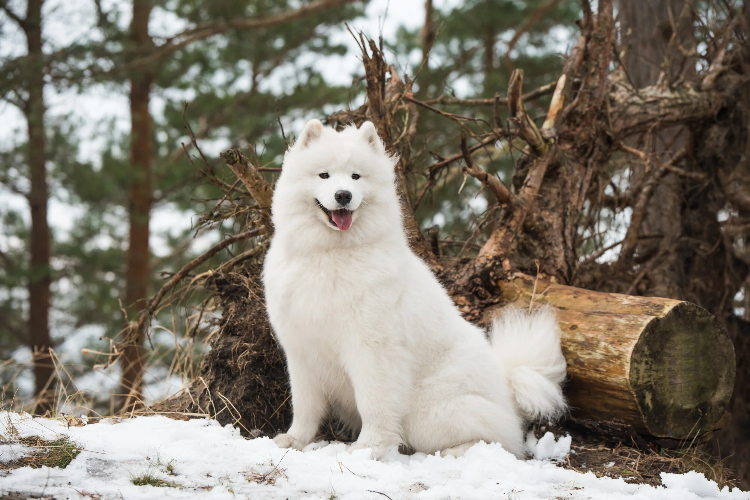 Understanding the Samoyed Smile