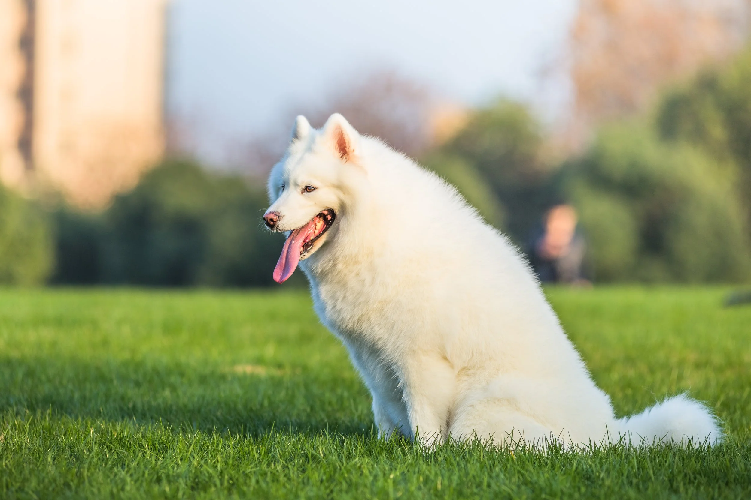 New England Samoyed Rescue, Inc.