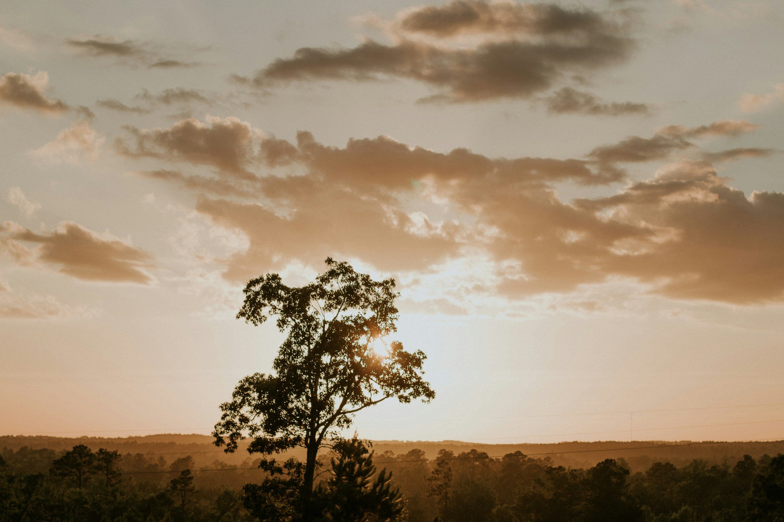A sunset over a forest with a prominent tree in the foreground, partially blocking the sun, and a partly cloudy sky.