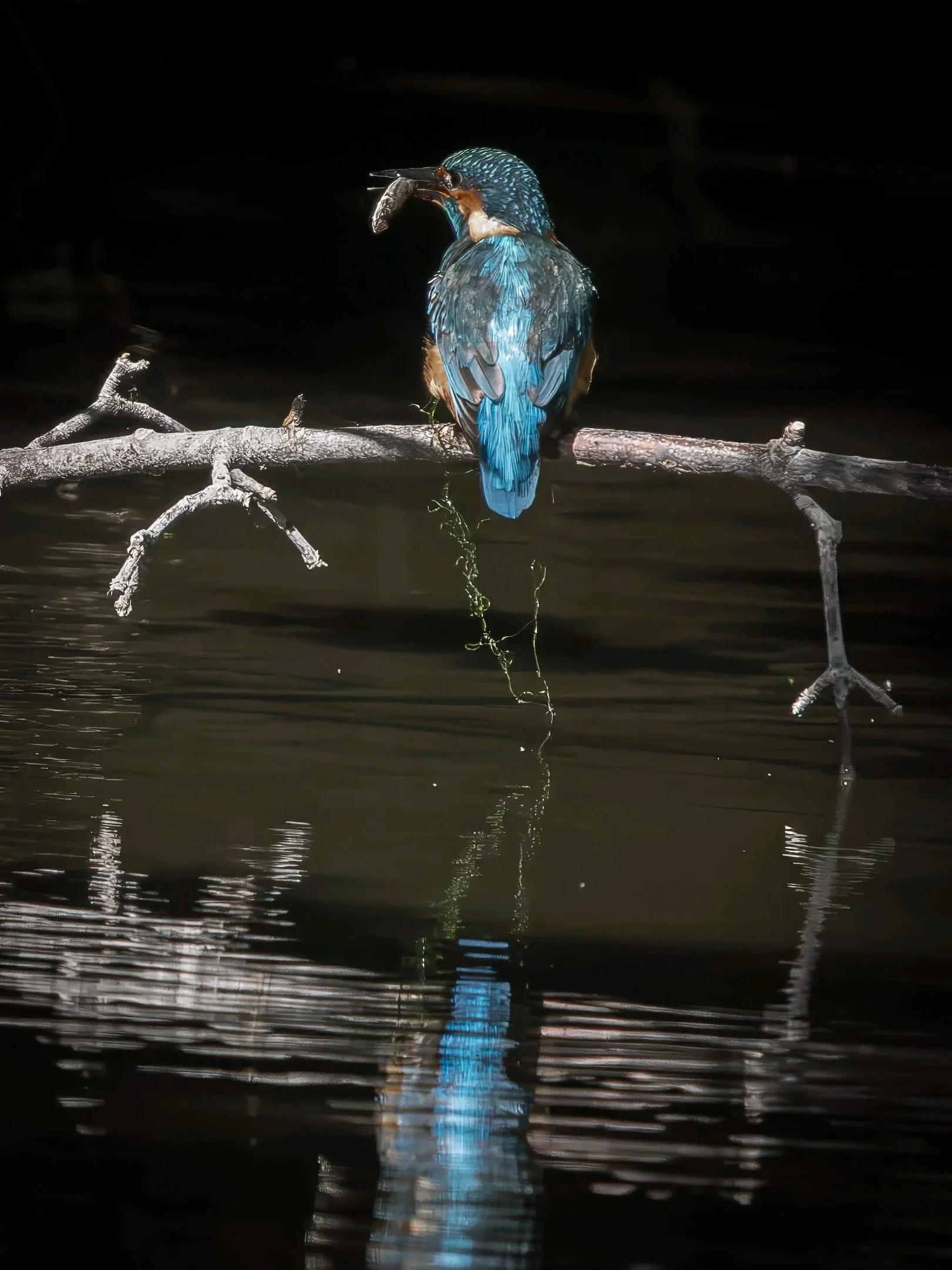 Fish.jpg