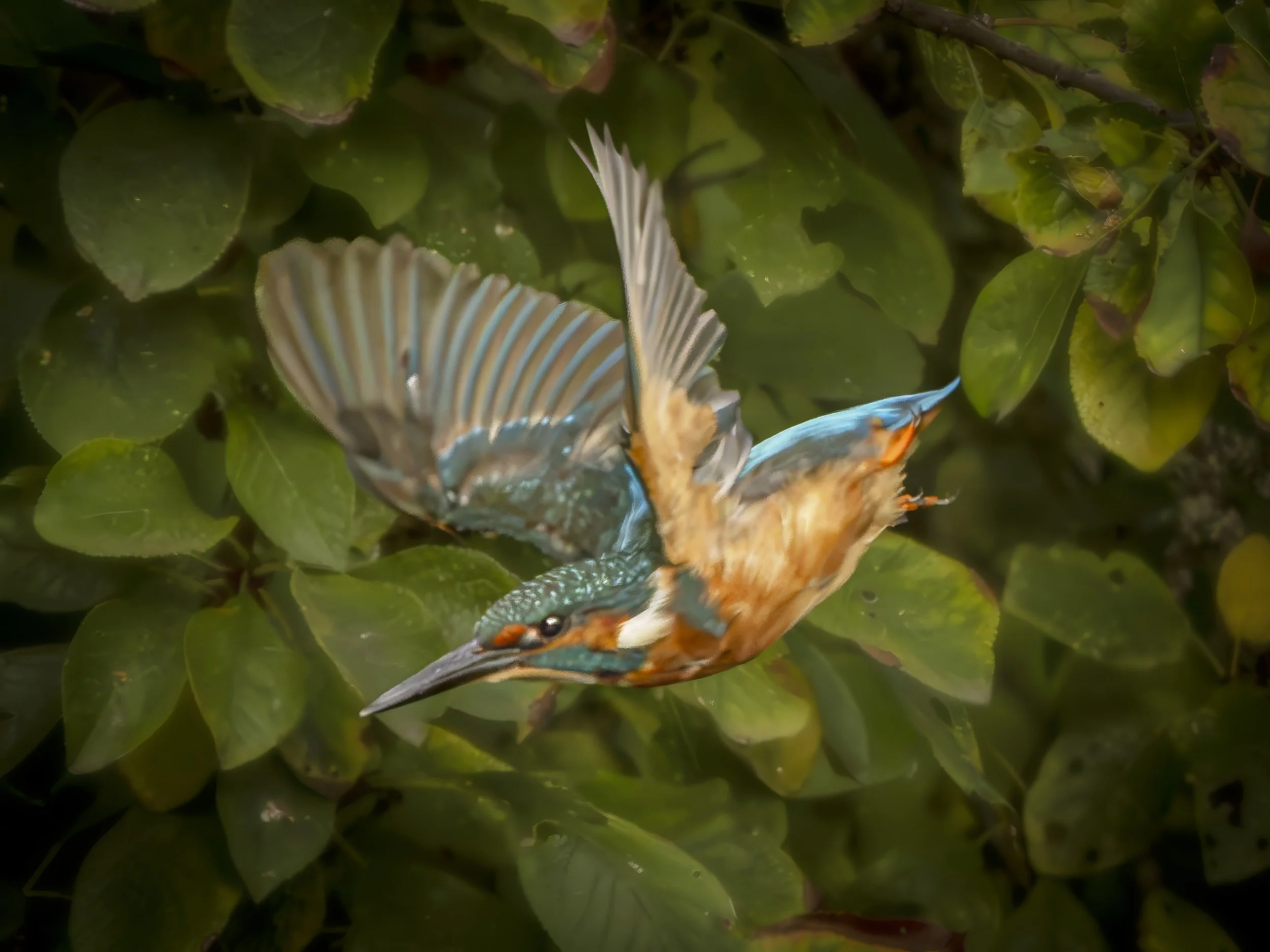 Flying Dive.jpg
