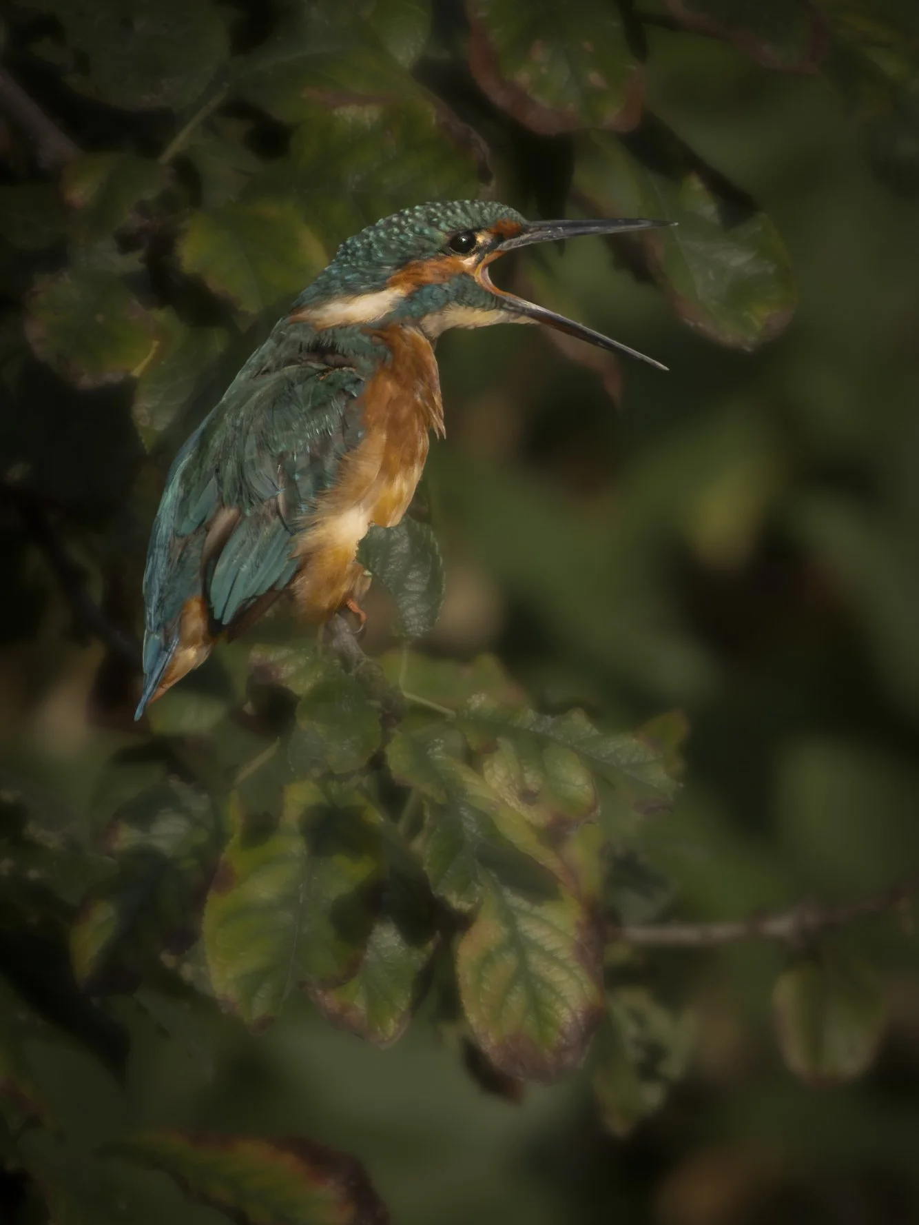 Open Beak.jpg