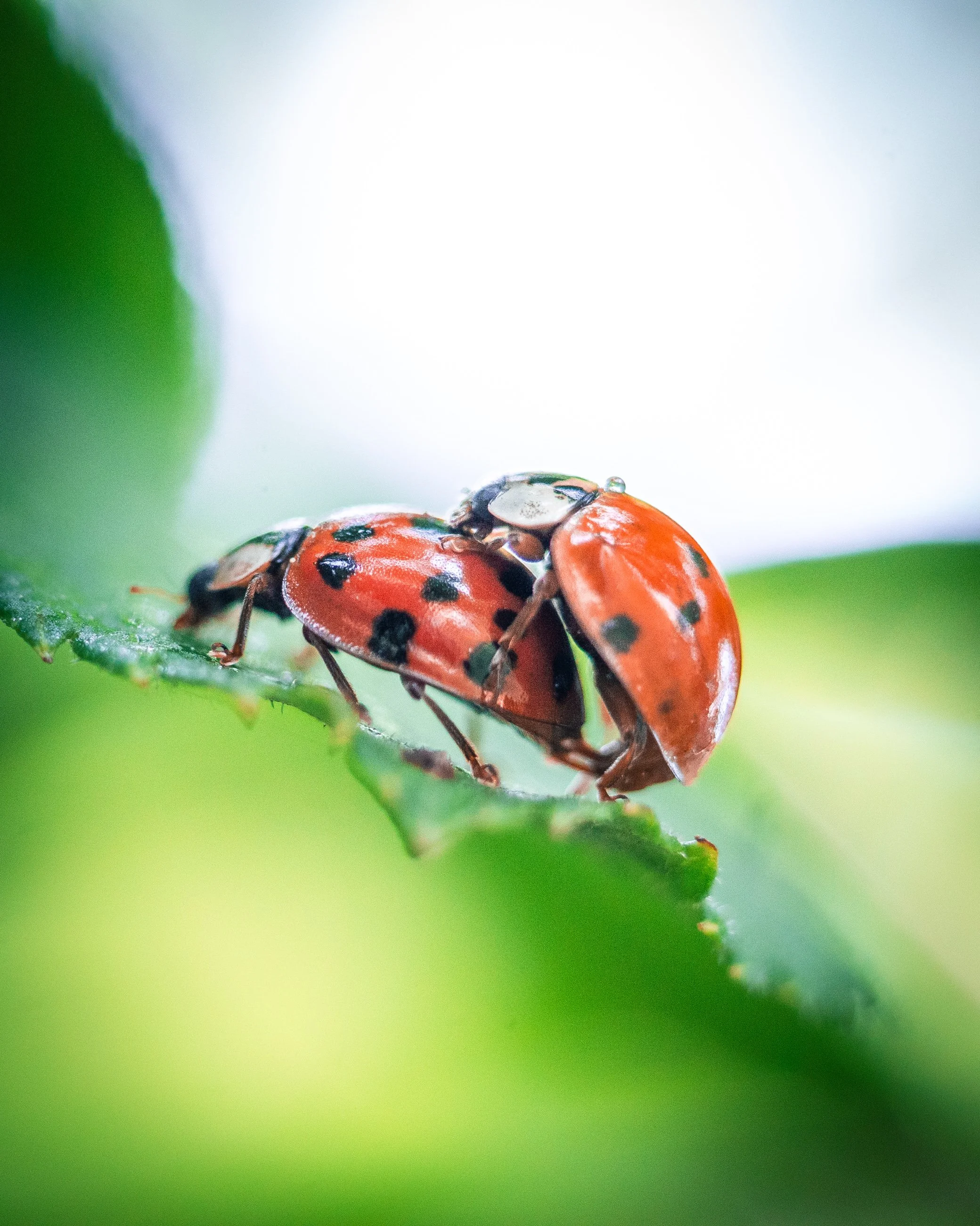 Close-up of two red ladybugs with black spots on a green leaf.