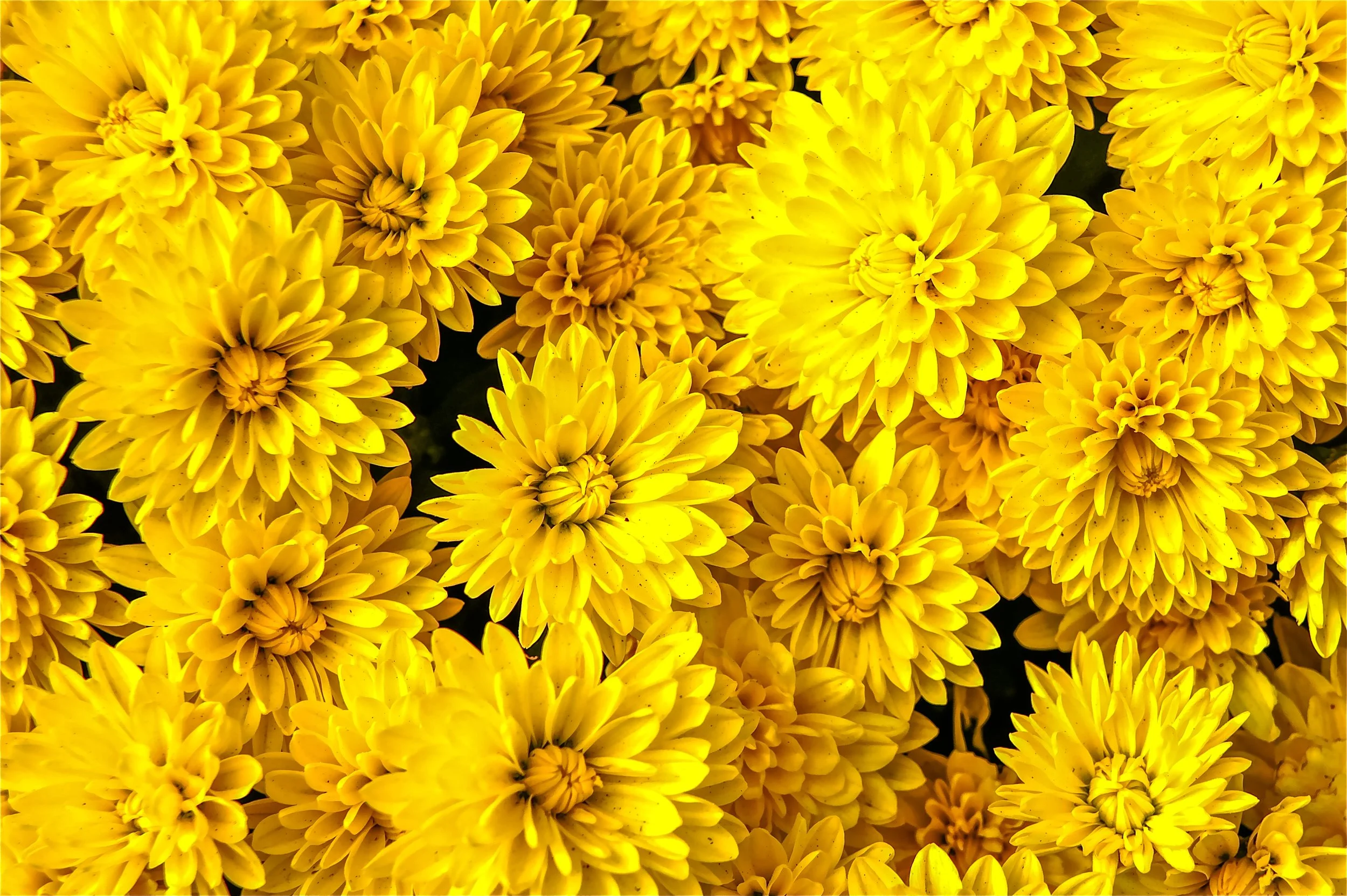 A close-up of many bright yellow chrysanthemums.