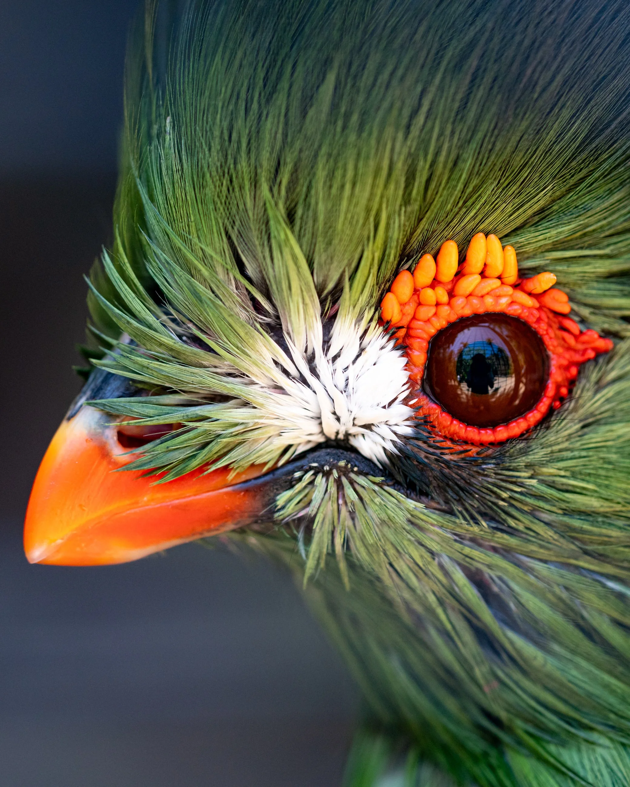 Close-up of a bird's face, showing orange eye with red ring of skin, green feathers, orange beak, and white feathers around the eye.