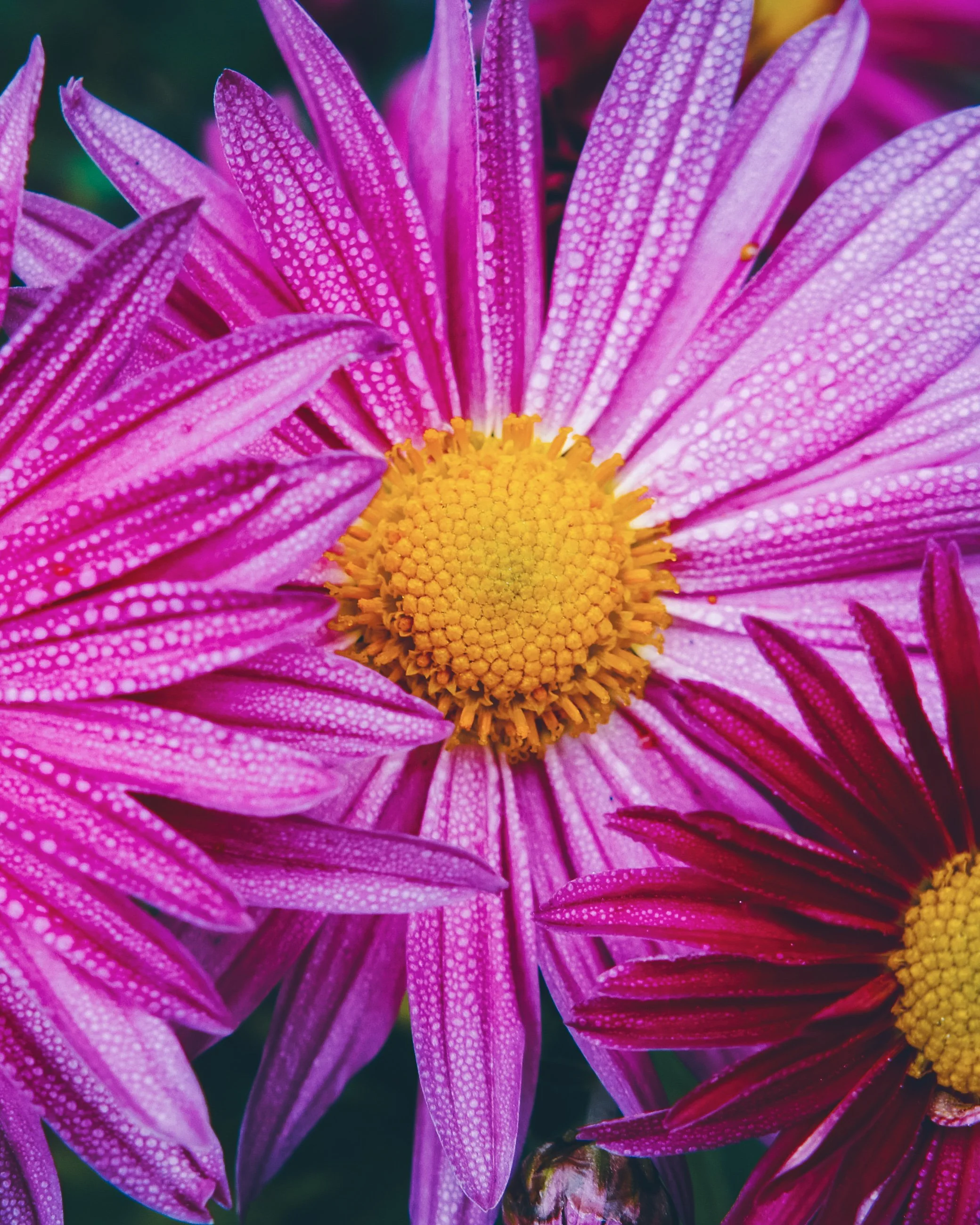 Close-up of pink and purple flowers with yellow centers and water droplets on the petals.