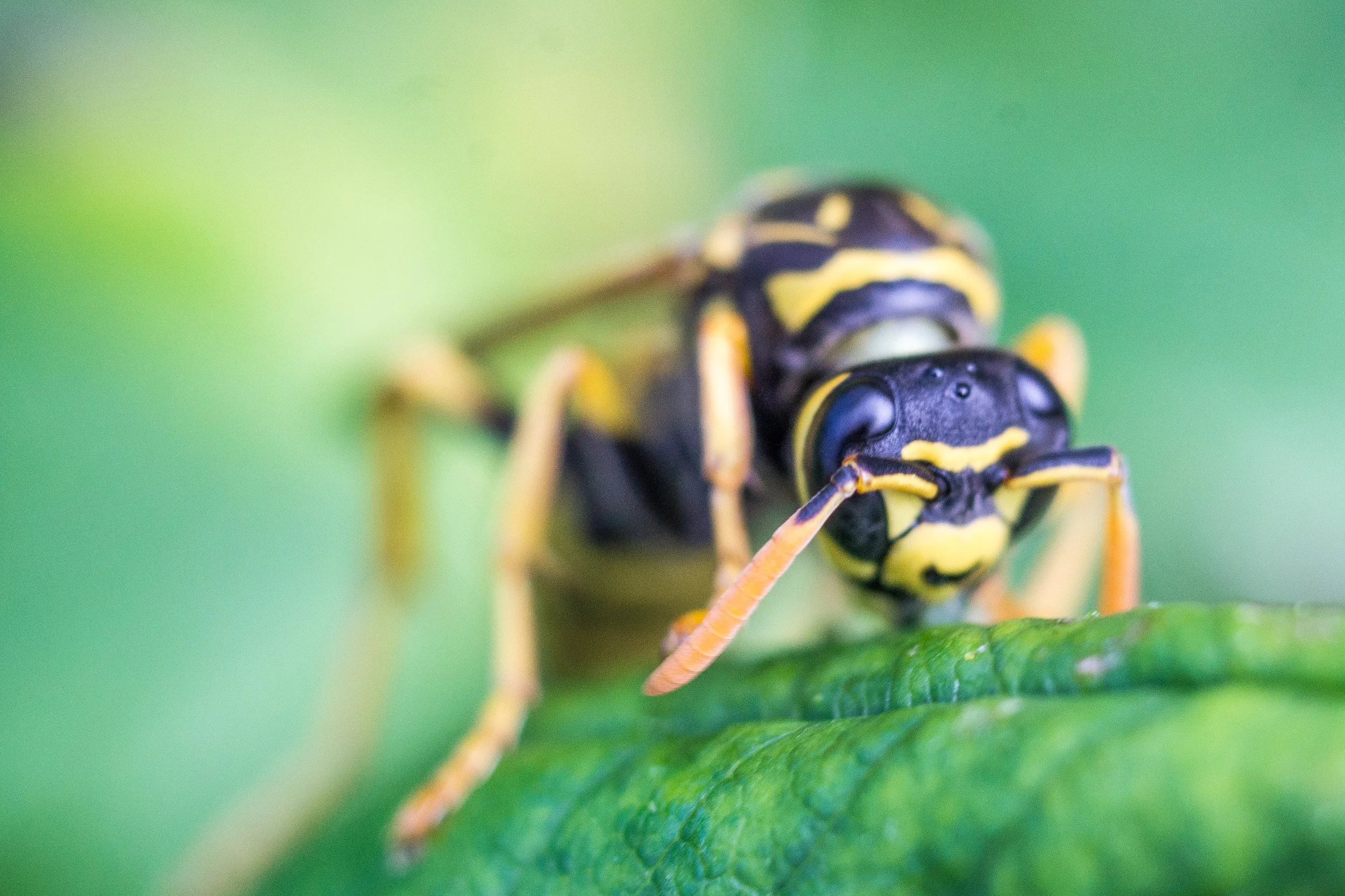 Close-up of a wasp on a green leaf with a blurred green background.