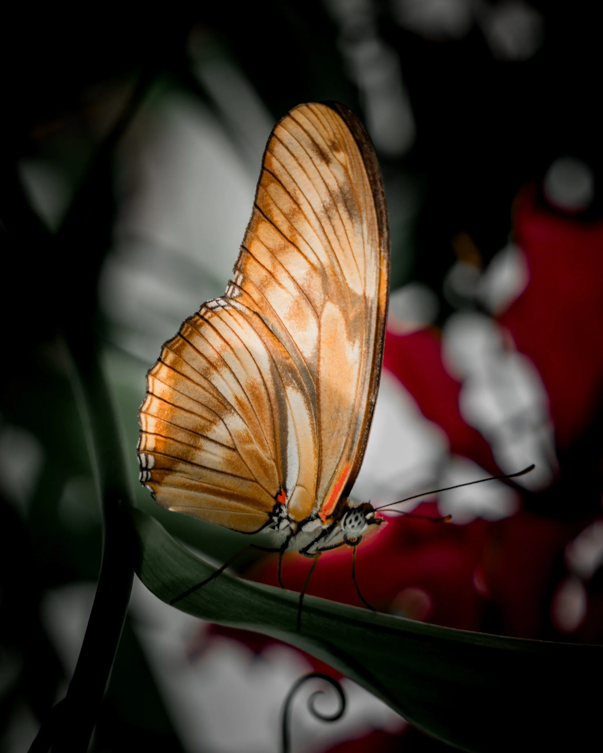 Close-up of a butterfly with orange and brown wings resting on a green leaf.