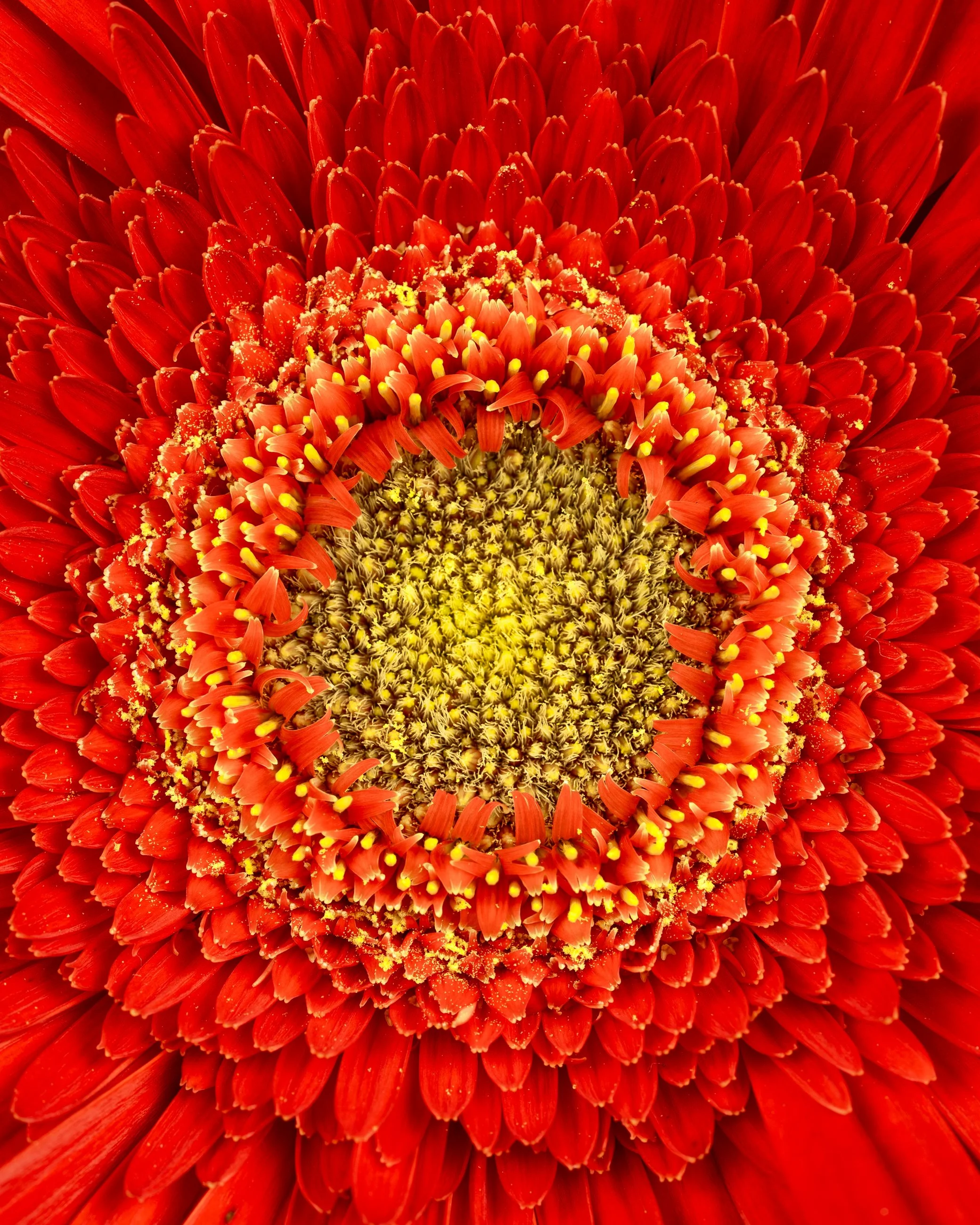 Close-up of a red and yellow flower with multiple layers of petals and detailed center.