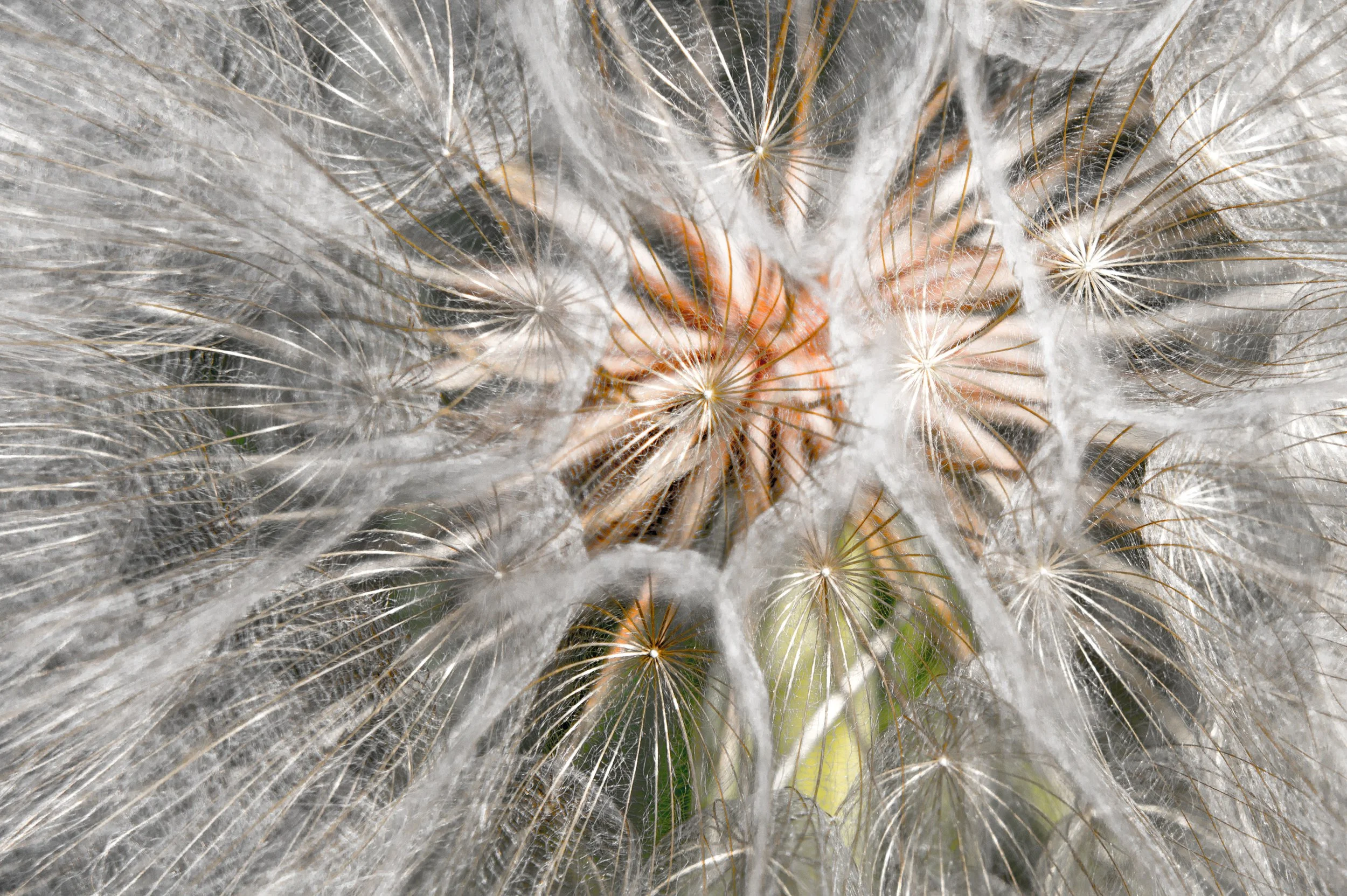 Close-up of a dandelion flower with intricate pattern.