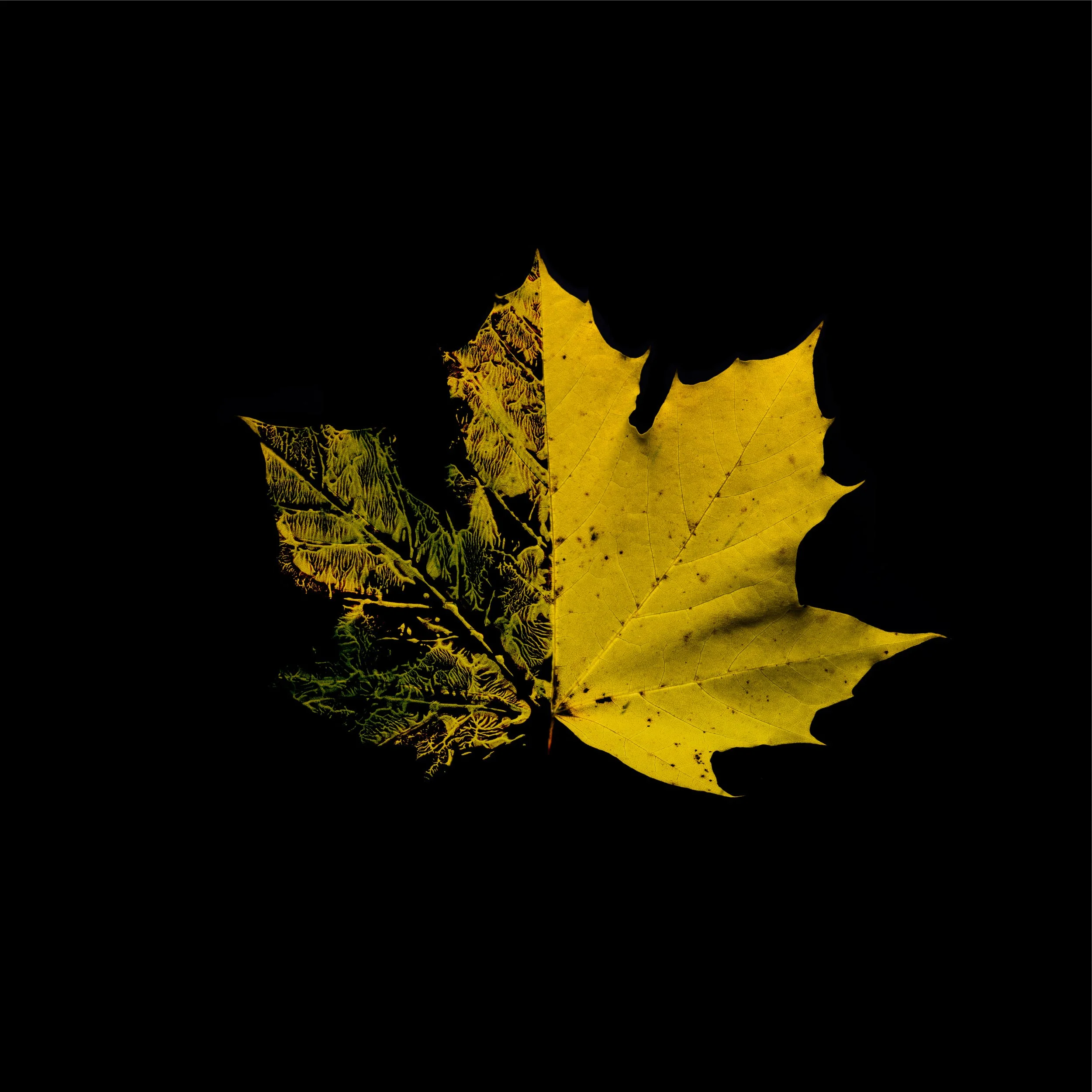 Two autumn leaves, one green and one yellow, placed side by side against a black background.