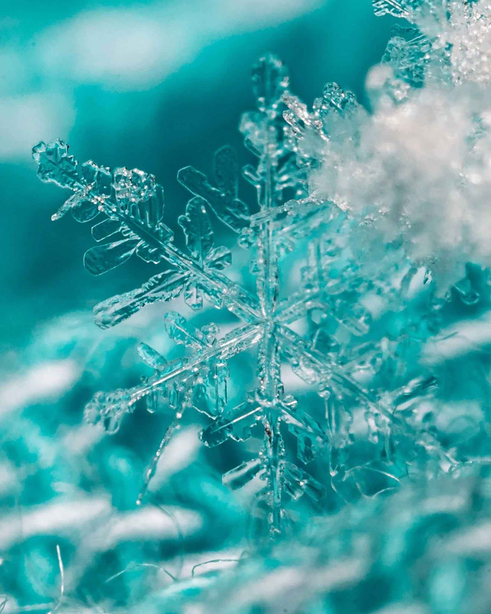Close-up of a detailed snowflake on a blue background.