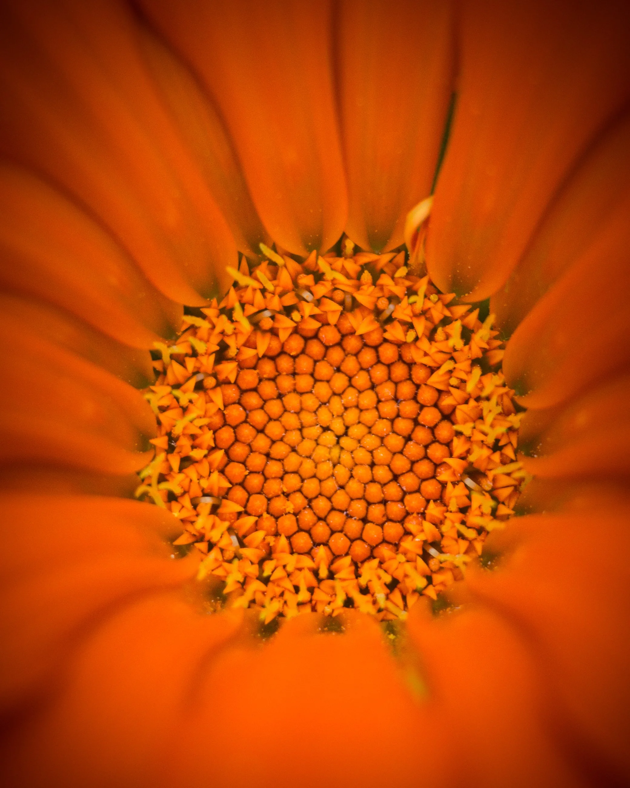 Close-up of the center of an orange flower, showing densely packed small yellow and orange florets surrounded by orange petals.
