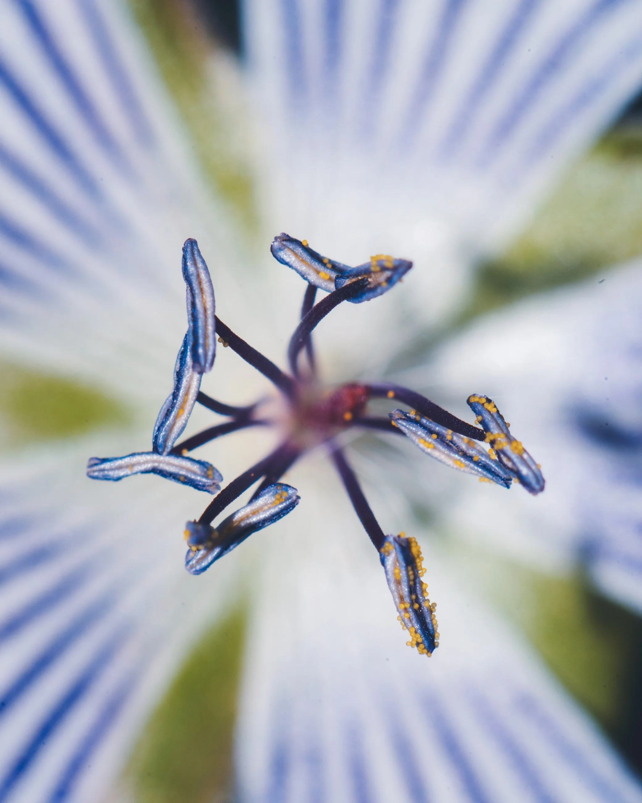 Close-up of the stamen and pistil of a flower, showing blue and yellow details.