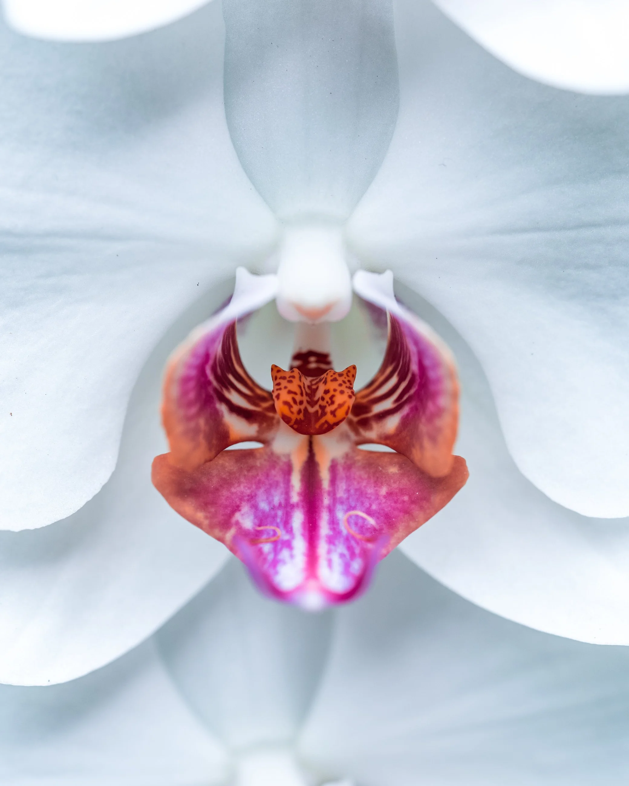 Close-up of a white orchid flower with a detailed pink and orange center.
