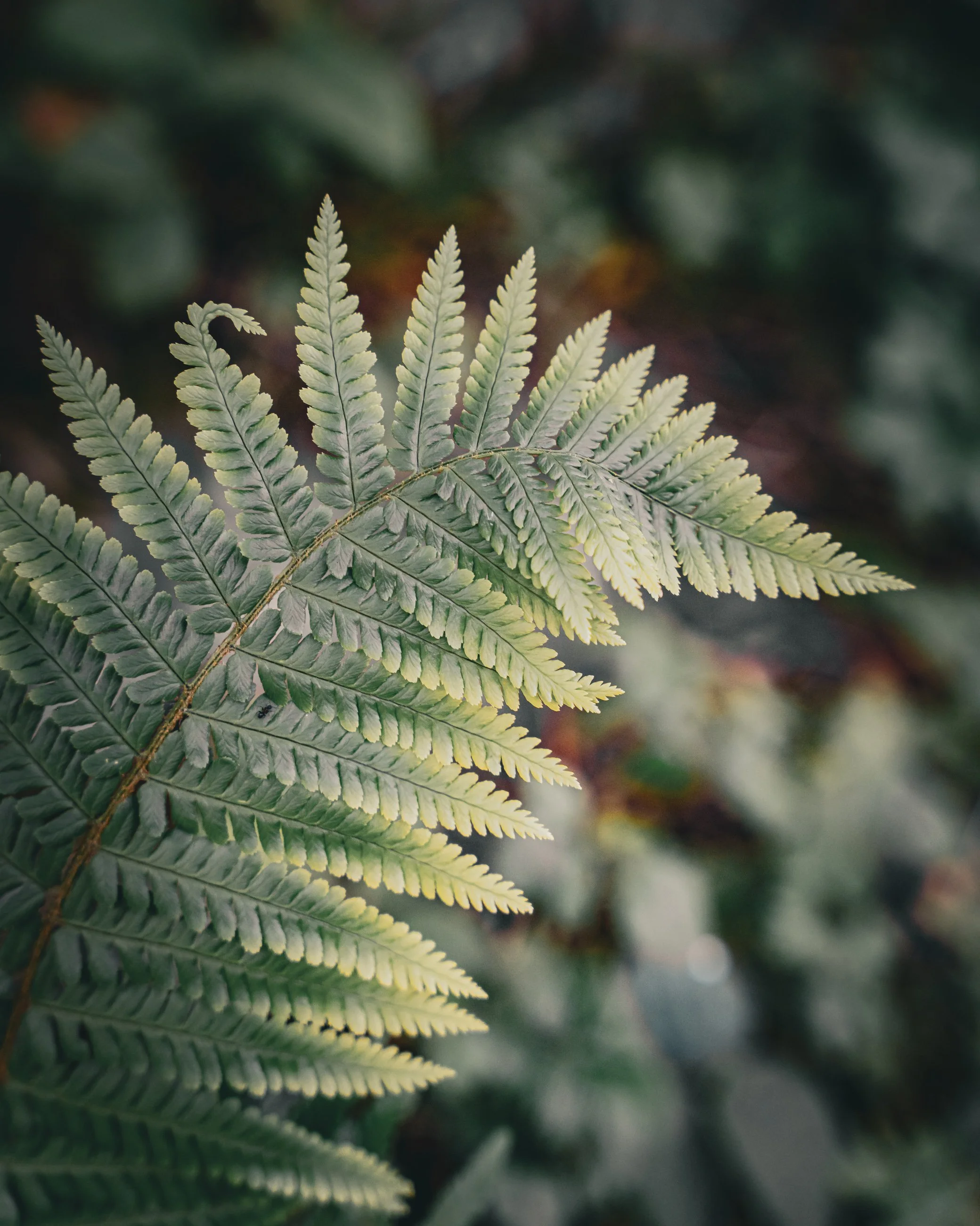 Close-up of a fern leaf with detailed, green fronds, and a blurred background of other foliage.