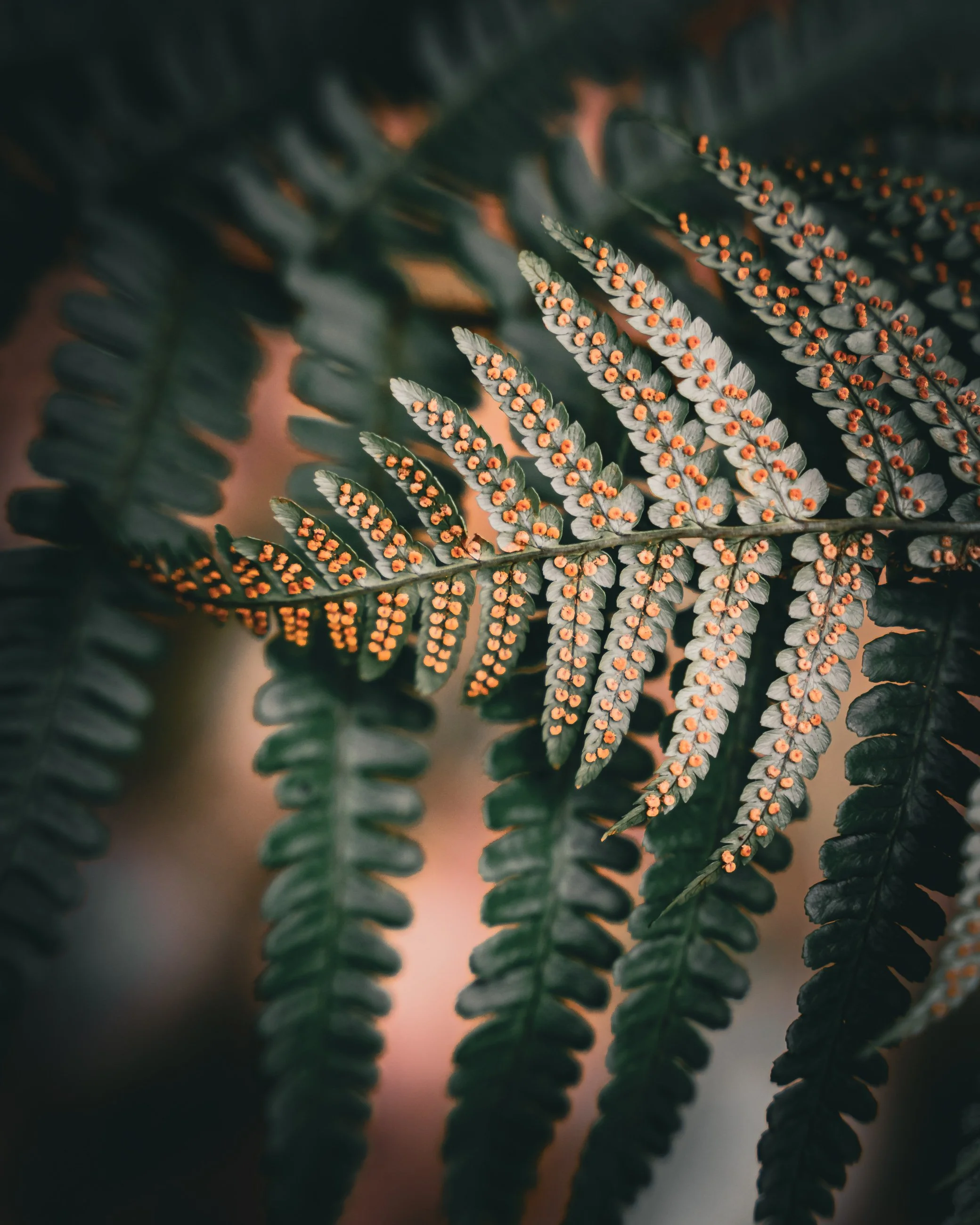Close-up of fern leaves with orange spore clusters on the undersides of the leaflets.