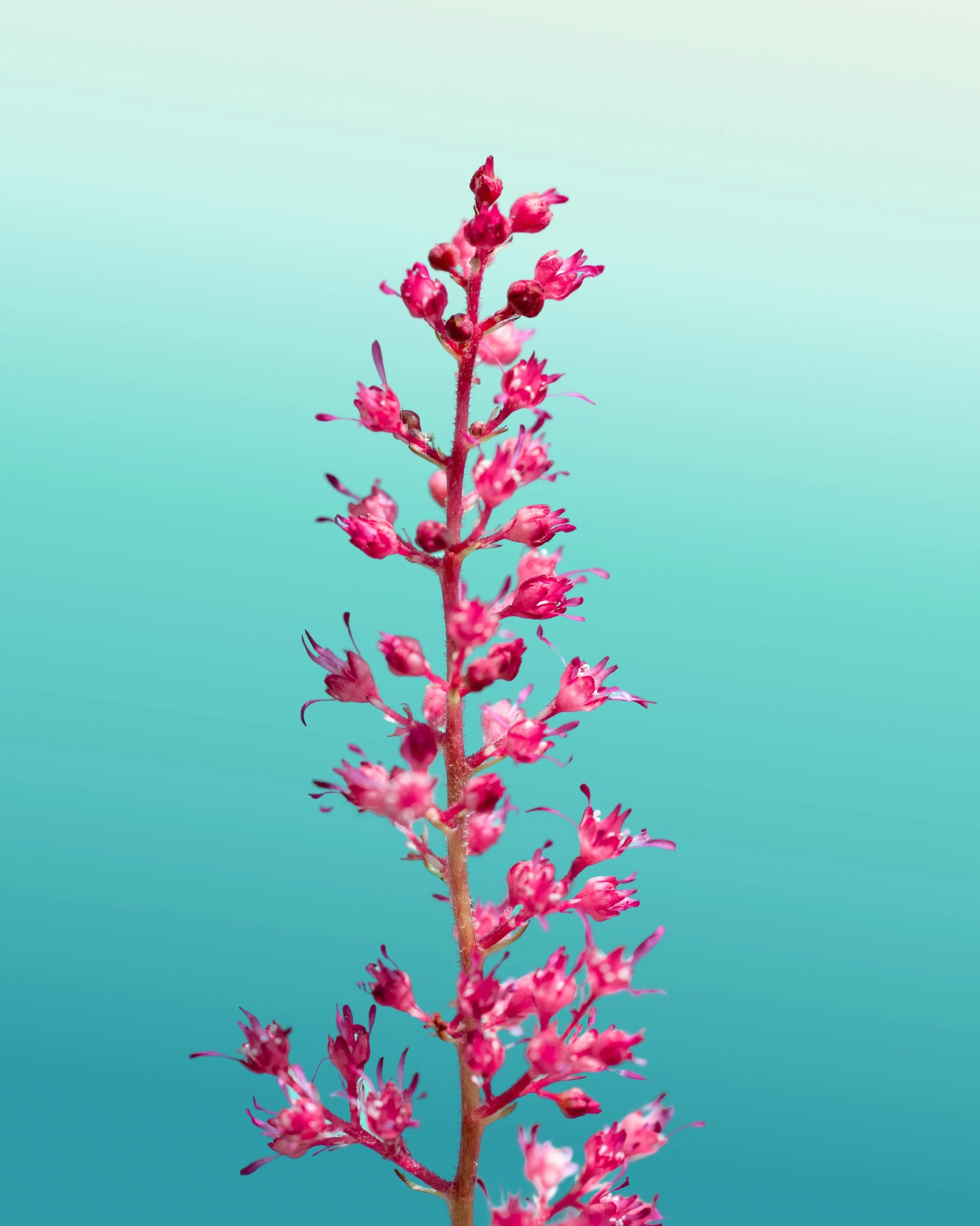 Close-up of a pink flowering plant with a blurred blue background