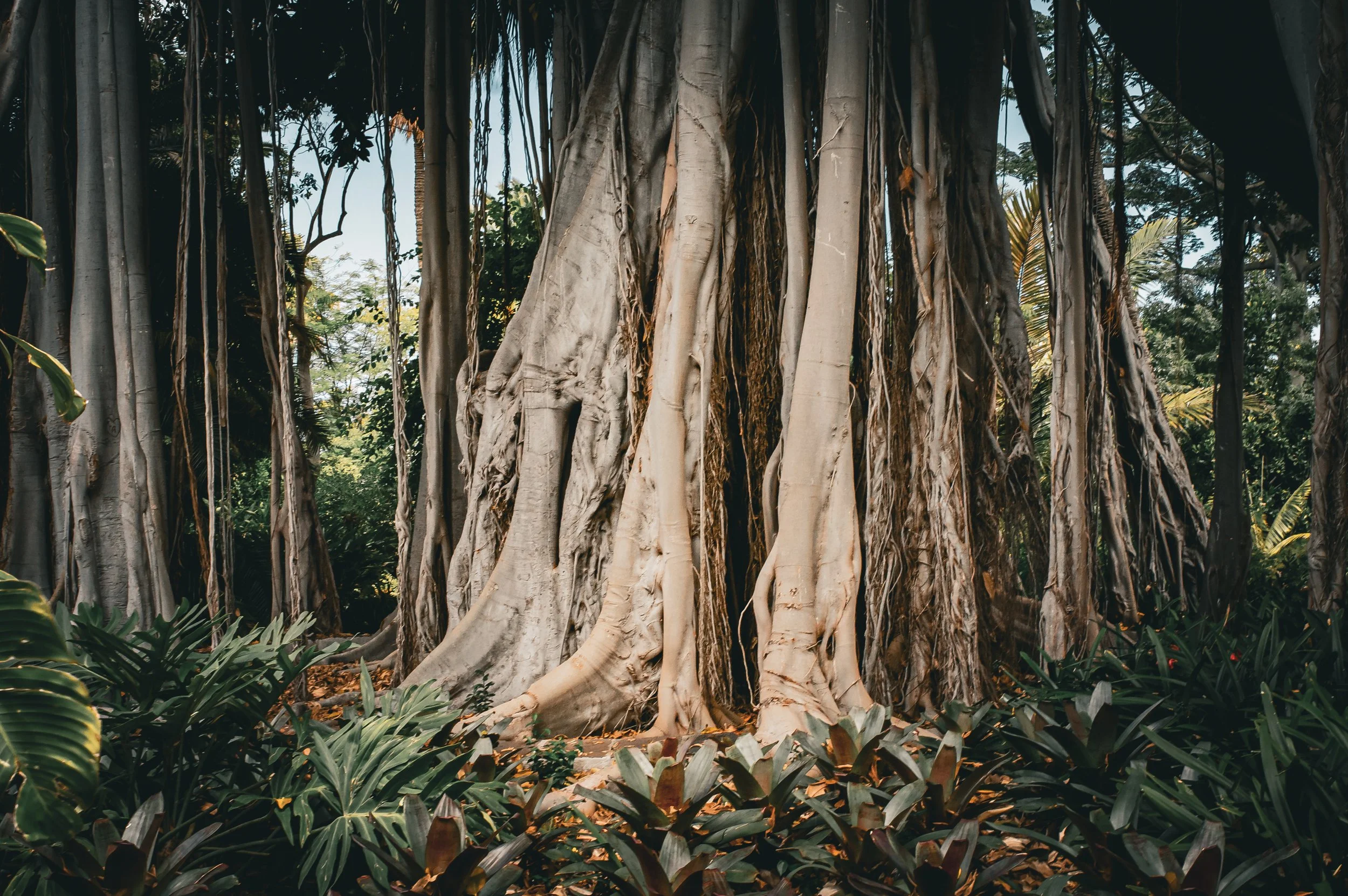 Close-up of a large, ancient tree with a thick, twisted trunk and numerous hanging roots in a lush jungle, with green foliage in the background.