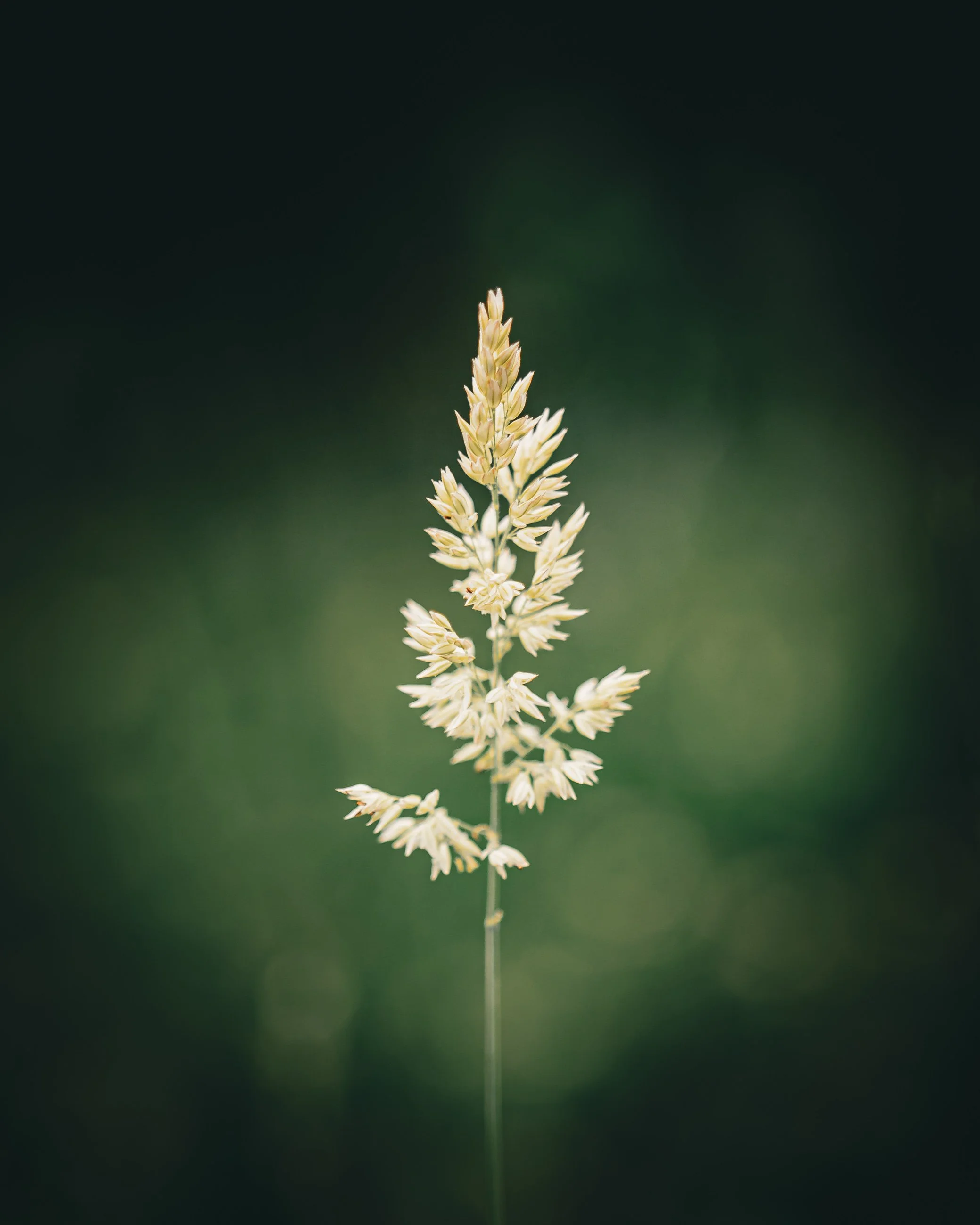 Close-up of a white flowering plant against a blurred green background.