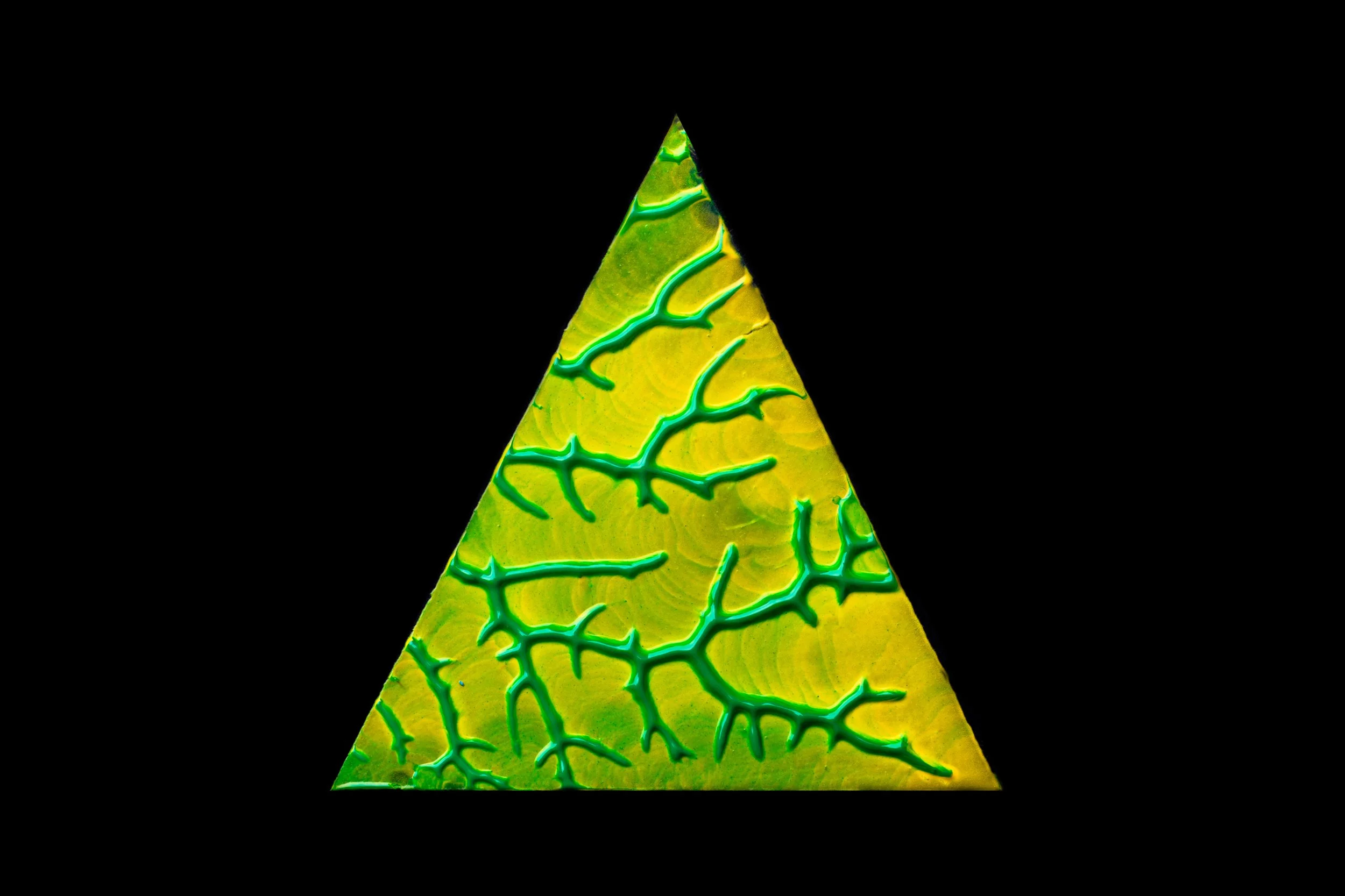 Close-up of a yellow-green leaf with prominent green veins against a black background.