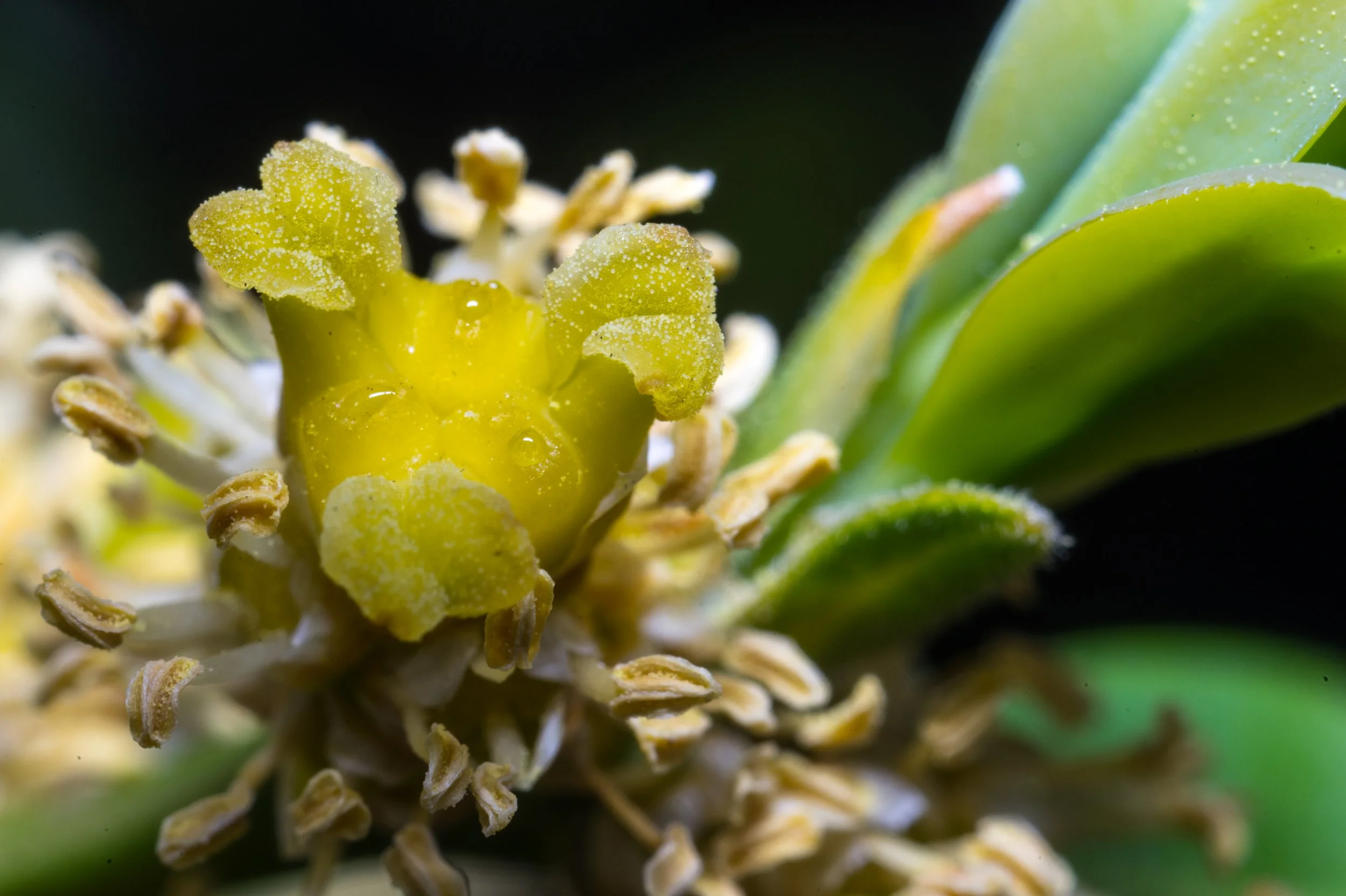 Close-up of a yellow flower with tiny pollen-covered petals and surrounding green leaves.