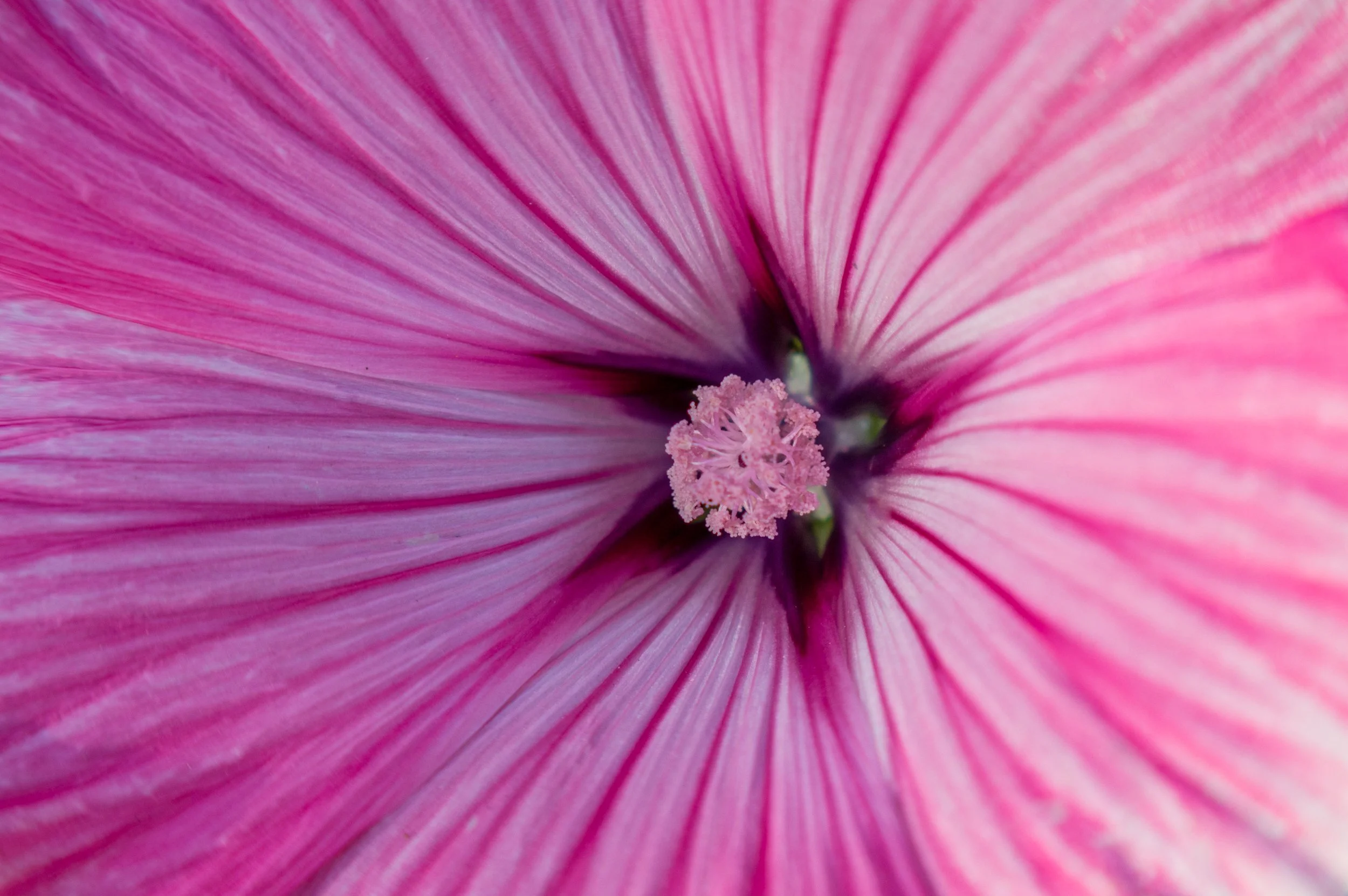Close-up of a pink flower's center with detailed petals and a prominent stamen.