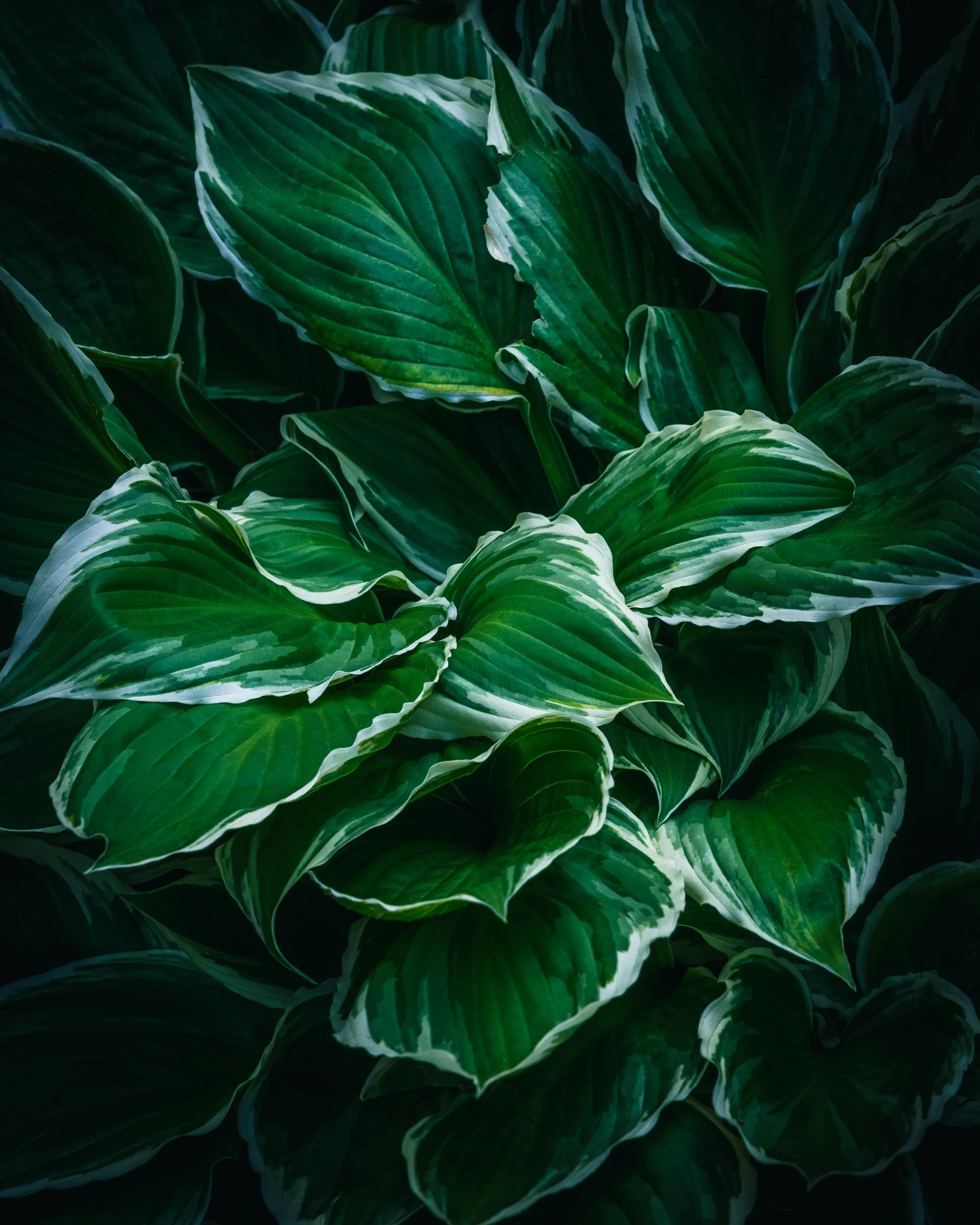 Close-up of lush green hosta leaves with white edges, overlapping each other.