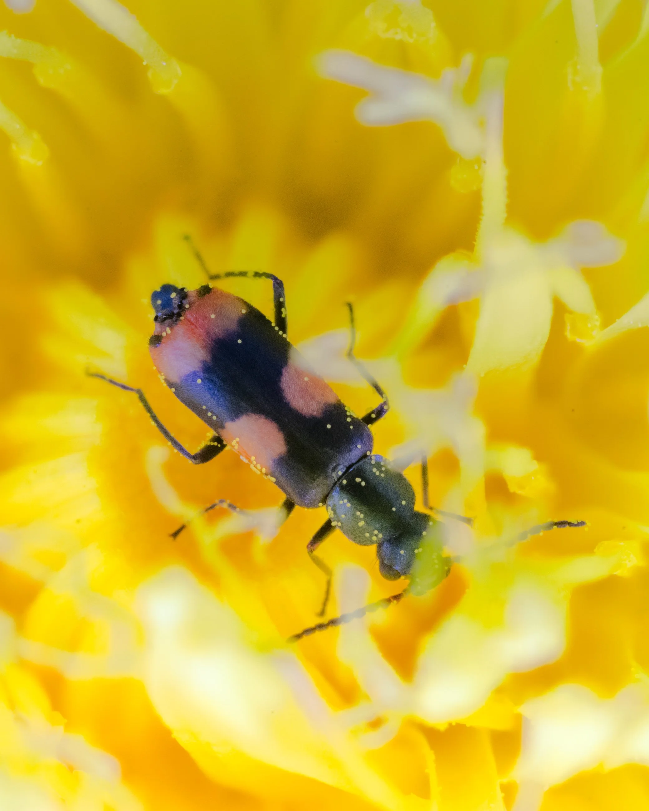 Close-up of a small black and pink insect on a bright yellow flower with delicate white stamens