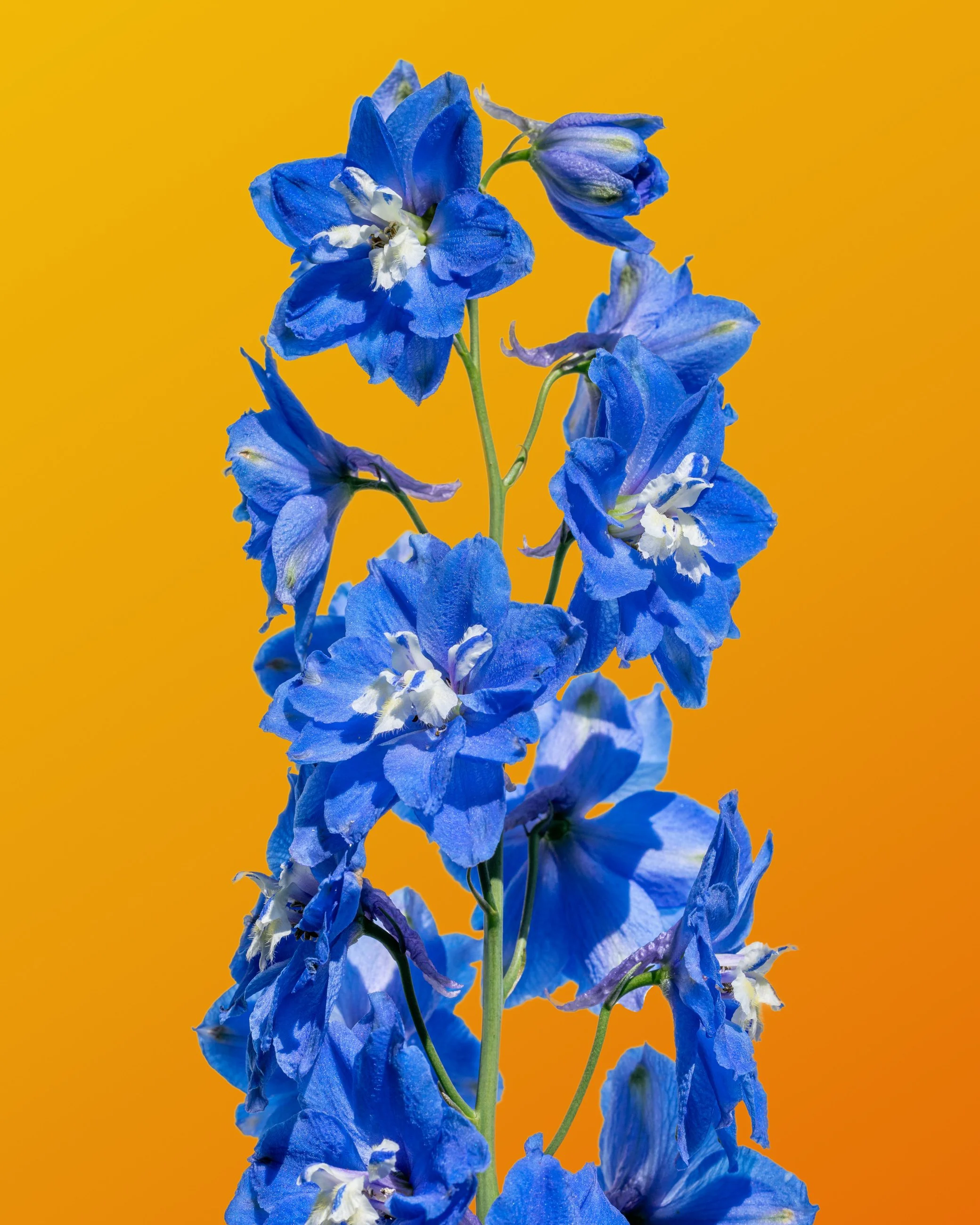 Close-up of a cluster of blue delphinium flowers with white and purple centers against a bright yellow background.