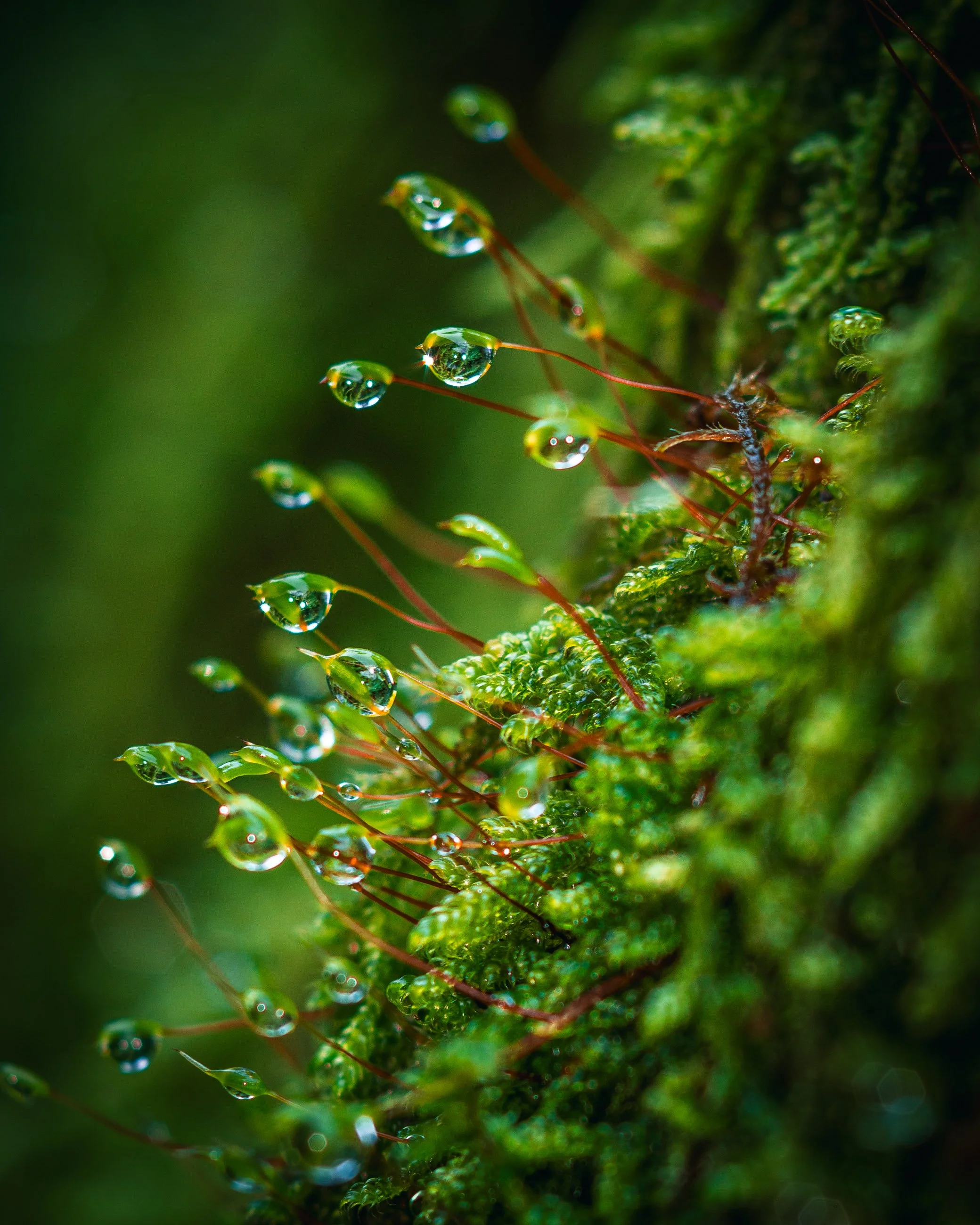 Close-up of moss with tiny water droplets on thin red stalks, vibrant green background