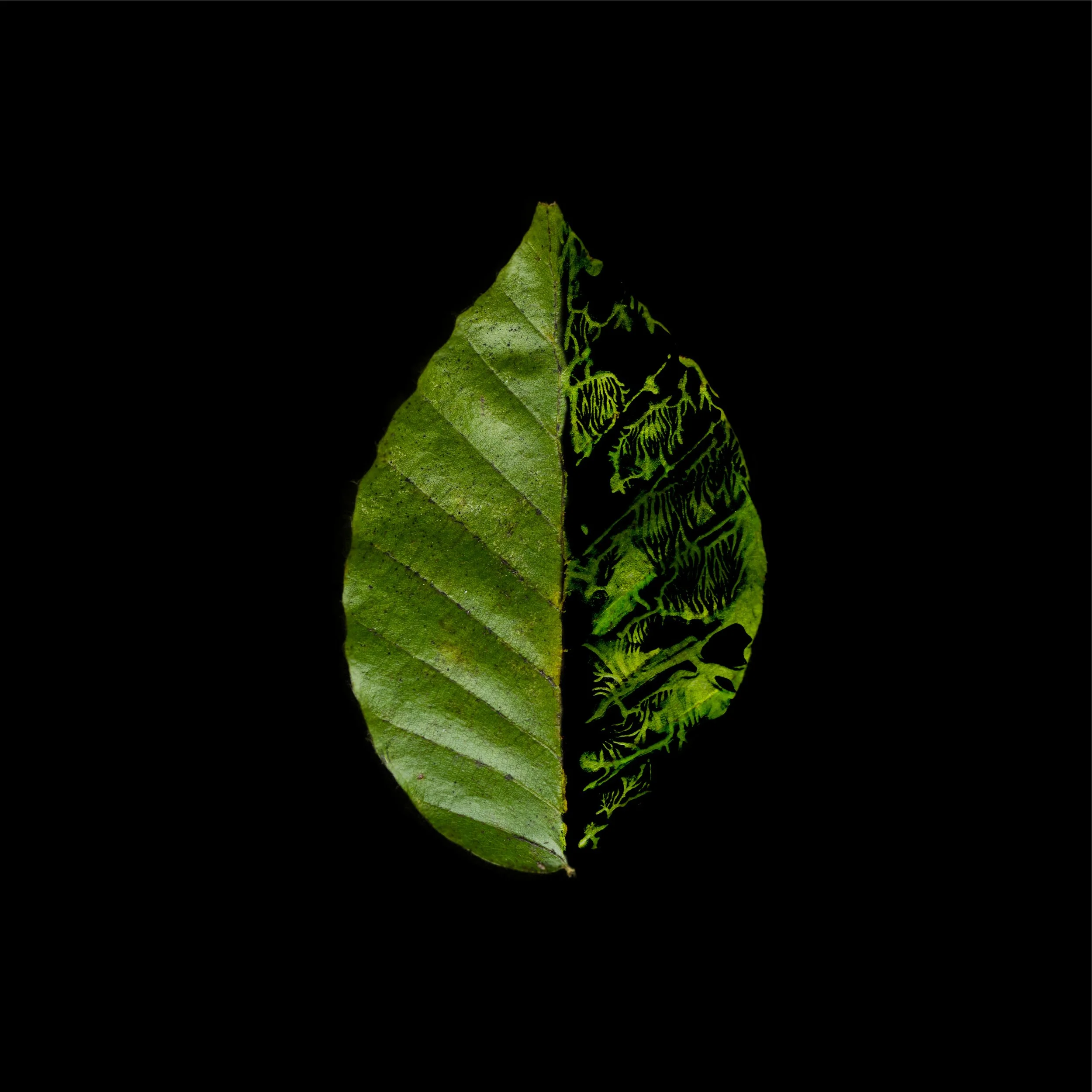 Half of a green leaf with detailed veins on a black background.