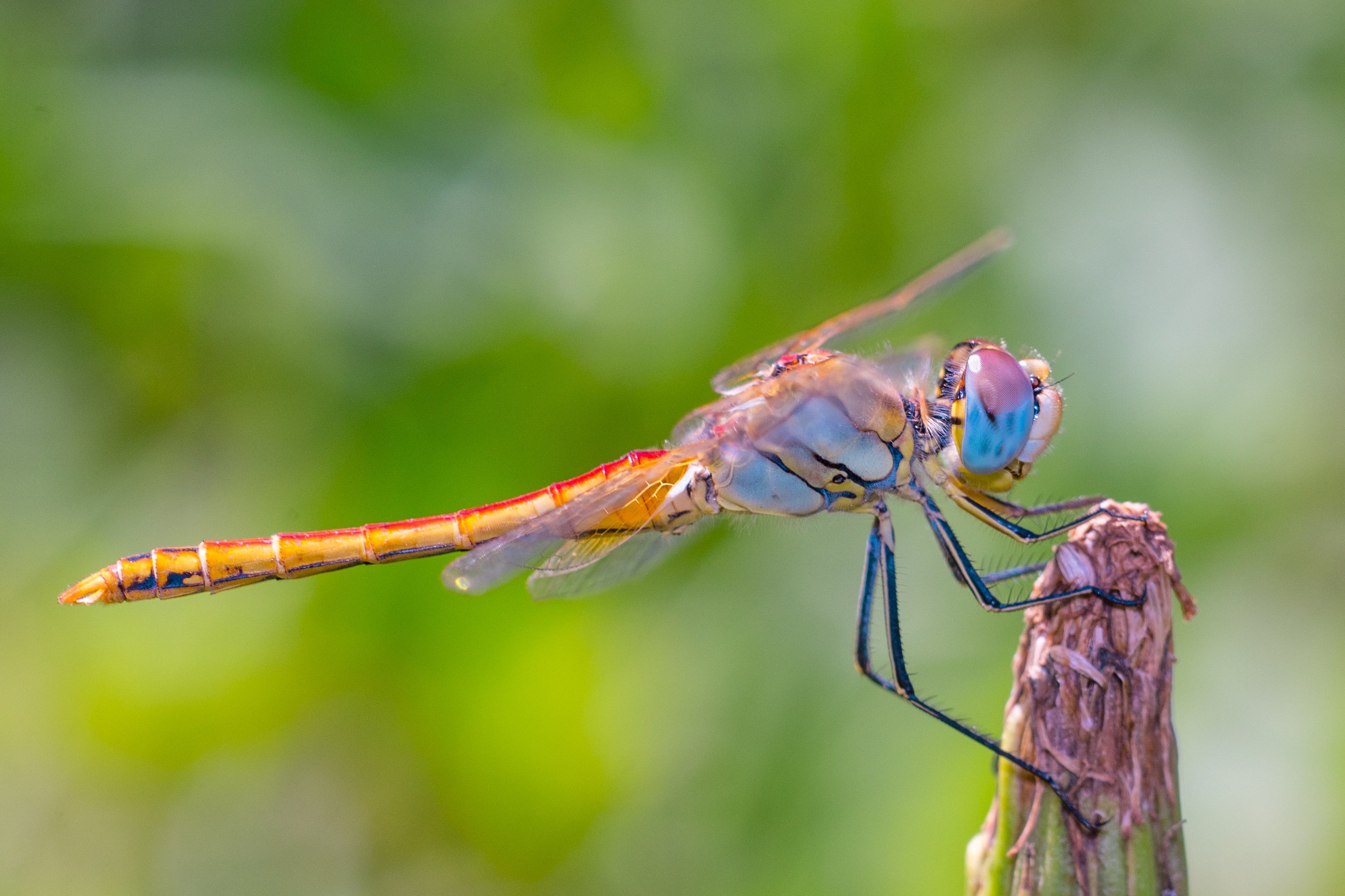 Close-up of a colorful dragonfly perched on a small branch with a blurred green background.