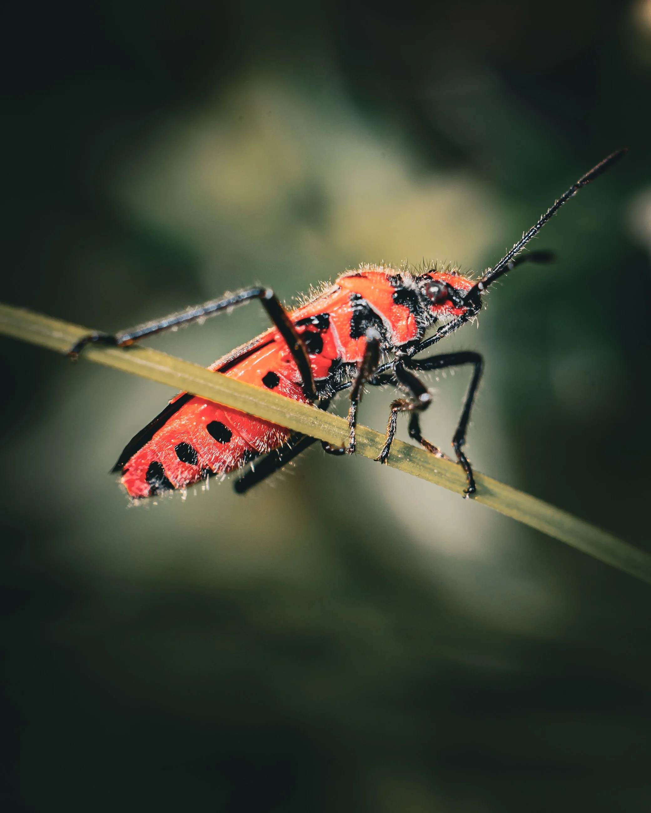 Close-up of a red and black ladybug crawling on a thin green plant stem.