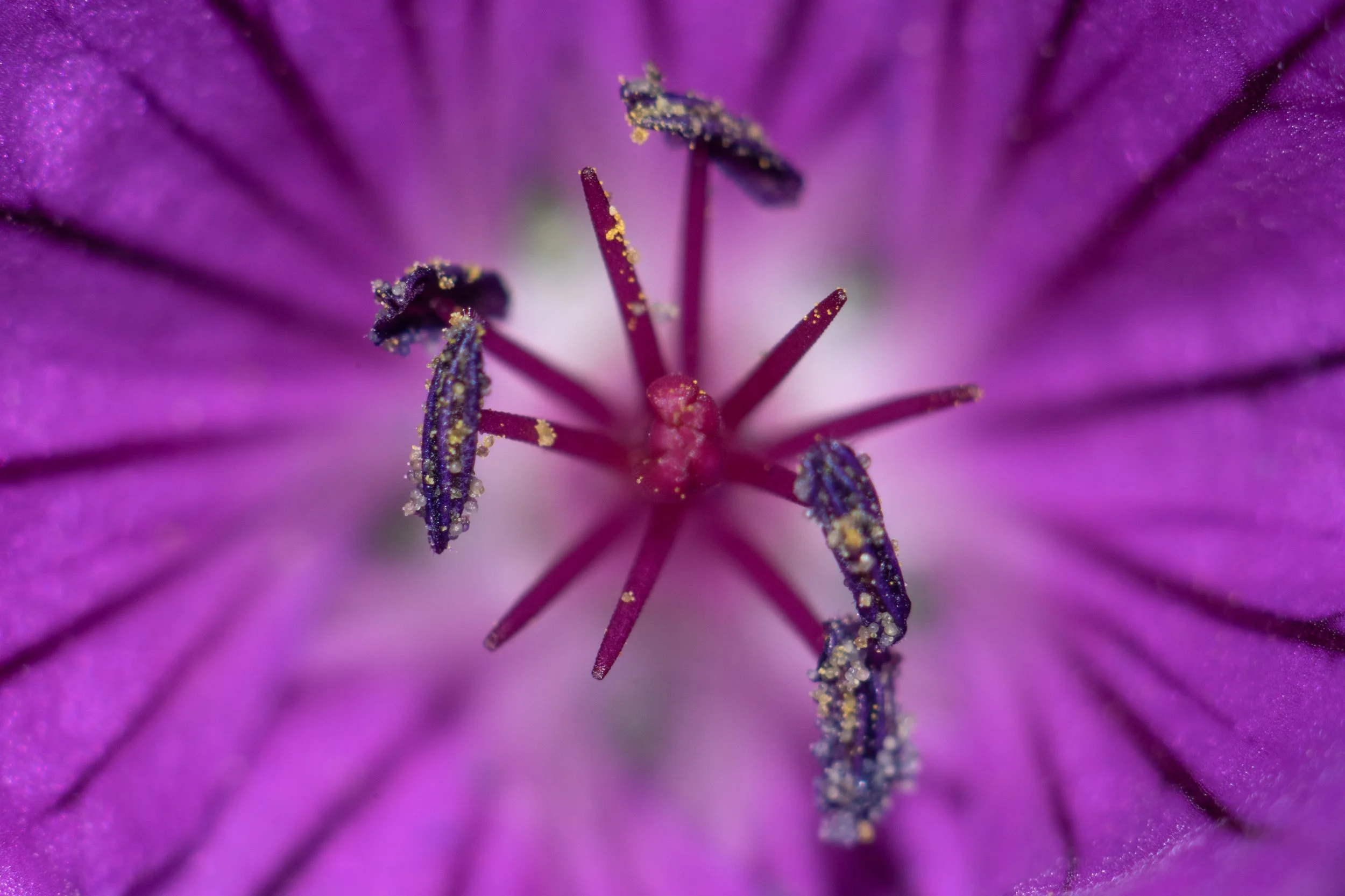Close-up of a purple flower's center showing stamens covered in yellow pollen against purple petals.