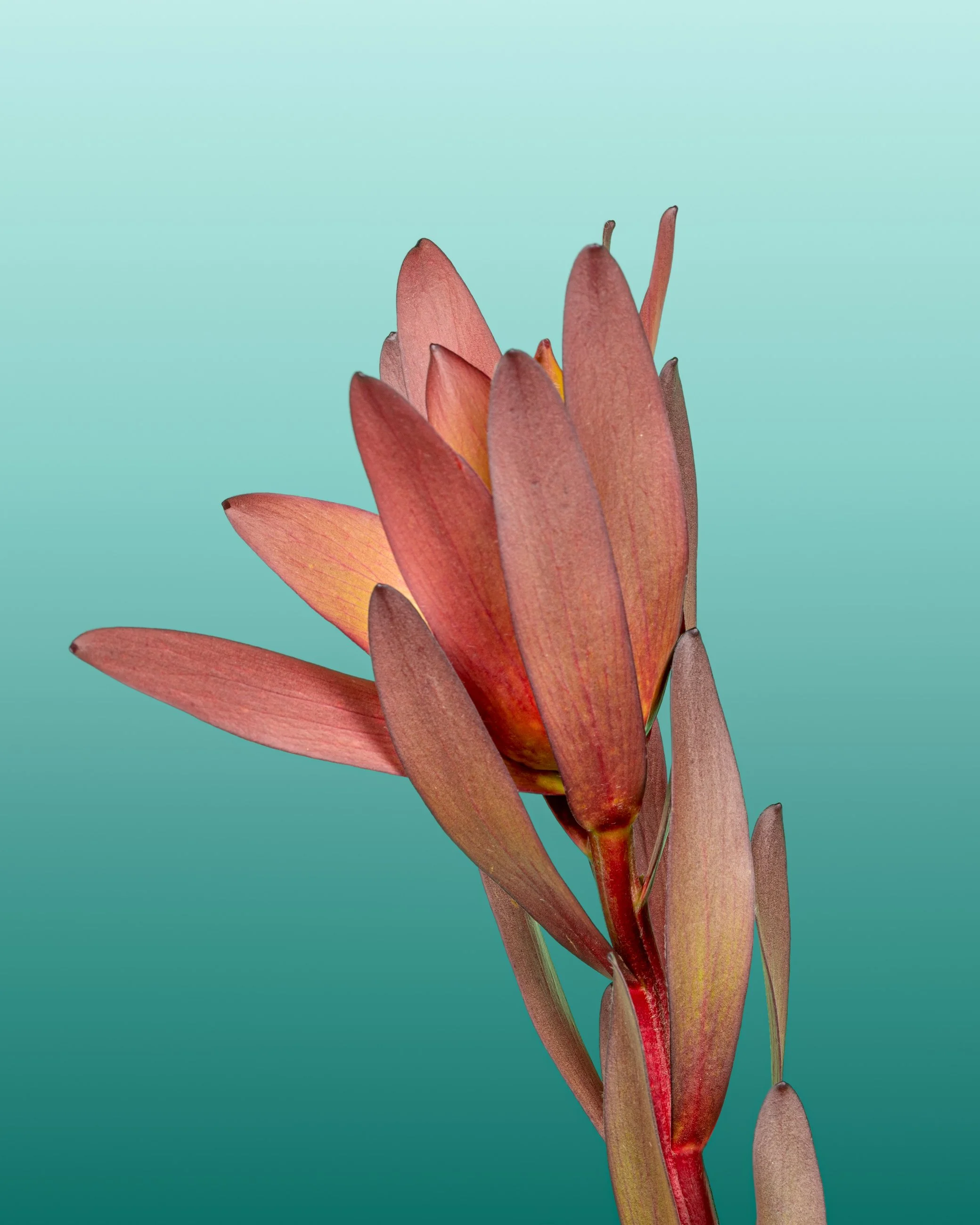 Close-up of a red succulent plant with elongated leaves against a gradient light turquoise background.