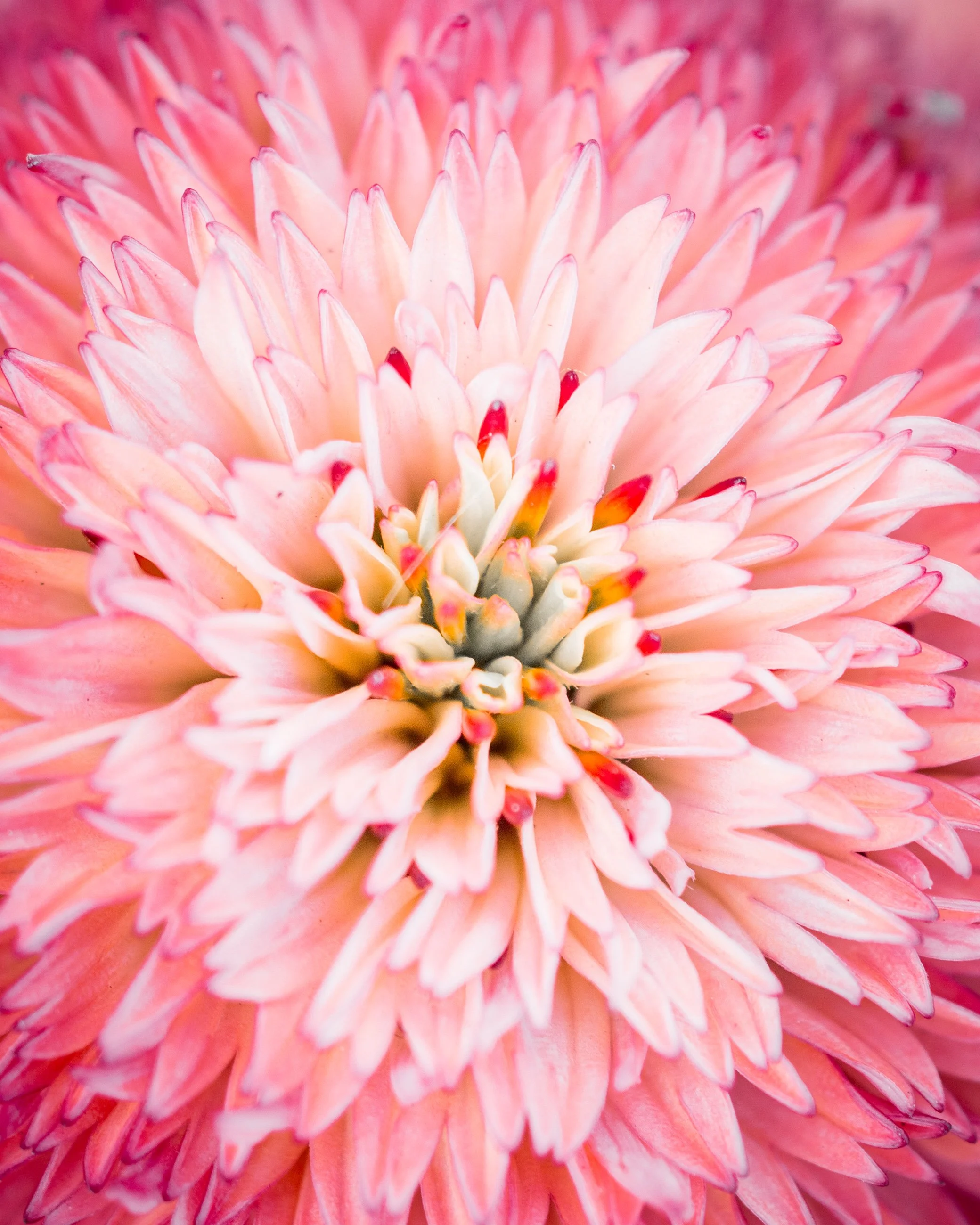 Close-up photo of a pink and orange dahlia flower showing detailed petals.