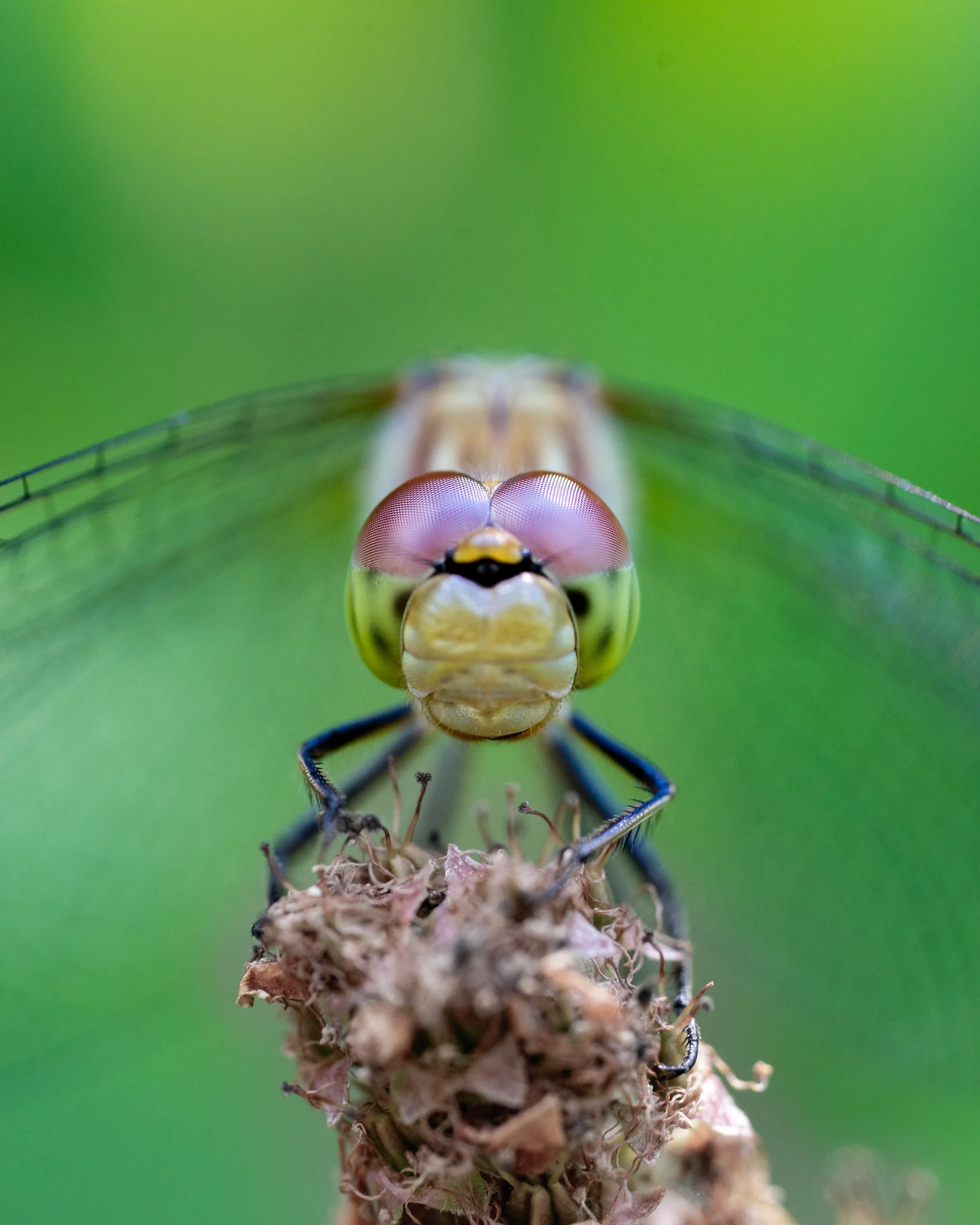 Close-up of a dragonfly perched on a dried plant, with sharp focus on its compound eyes and head against a green background.