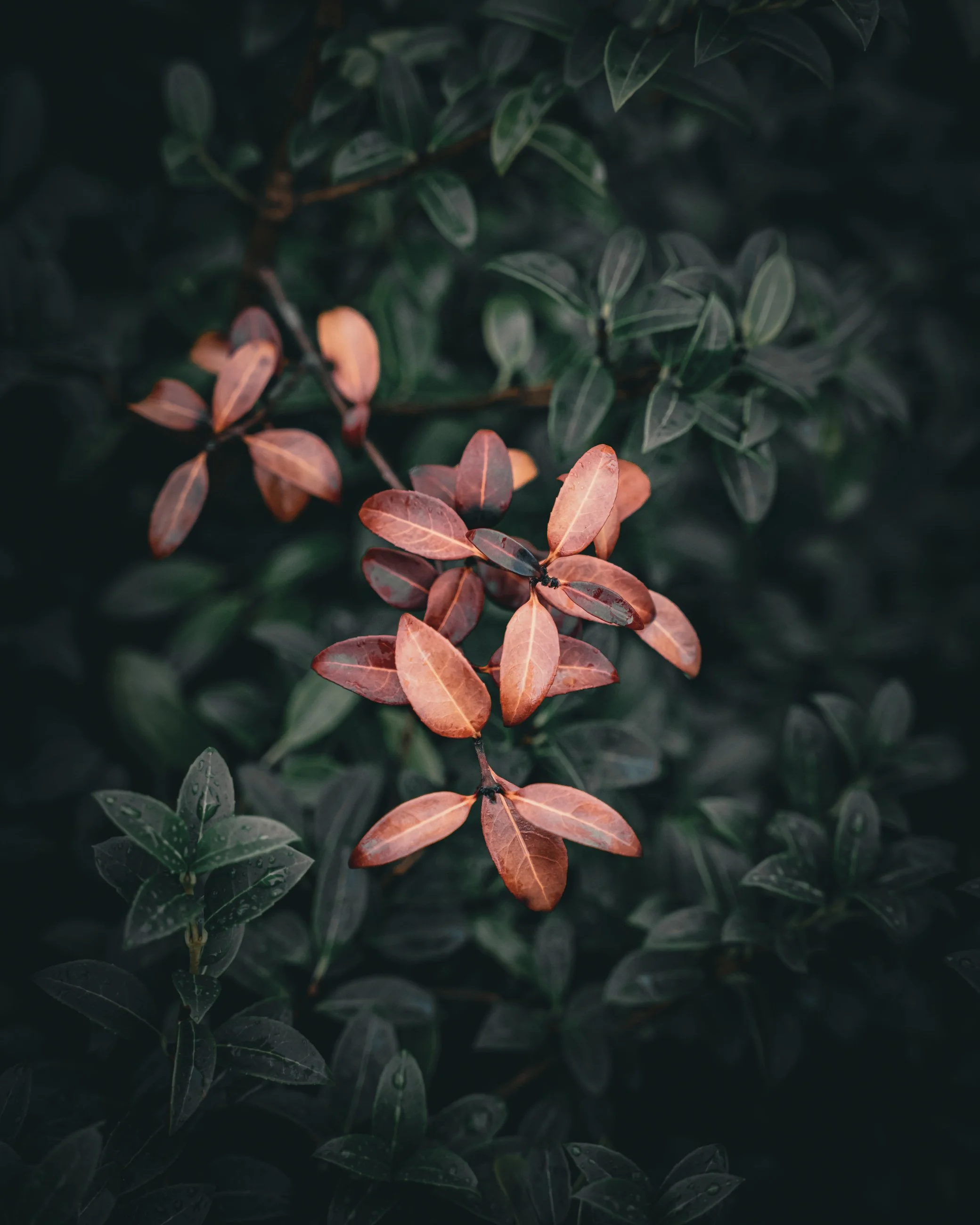 Close-up of dark green and reddish-brown leaves on a bush, some with water droplets.