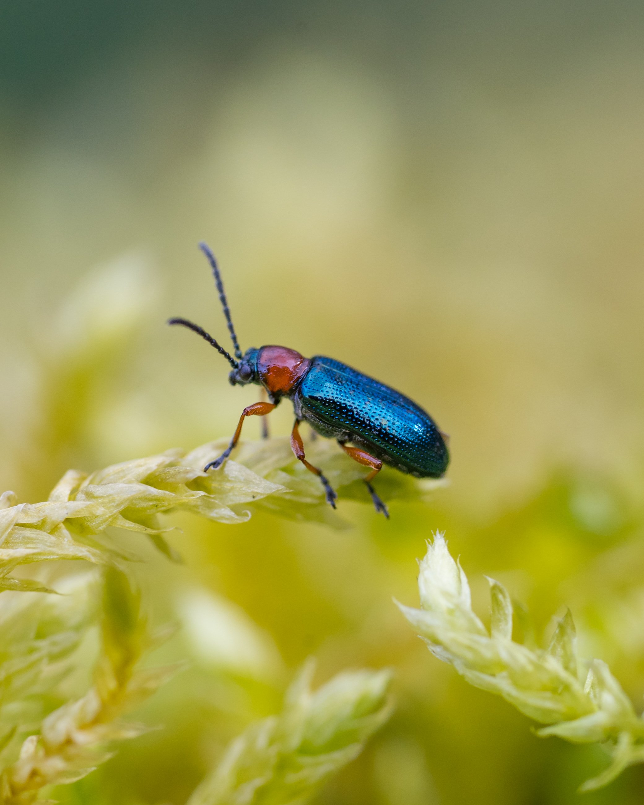 Close-up of a colorful beetle perched on a plant stem.