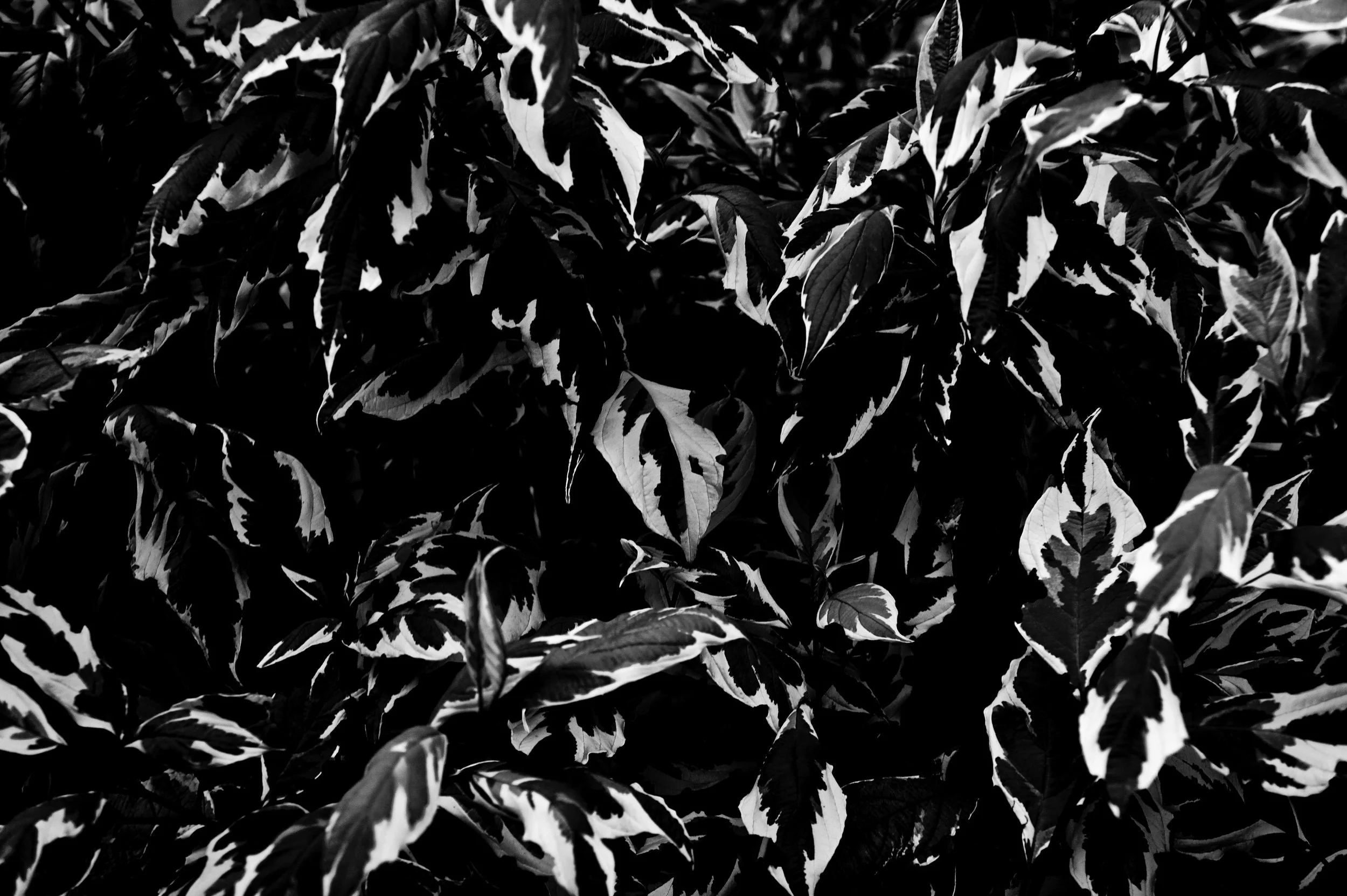 Black and white close-up of variegated leaves with white and dark patterns.