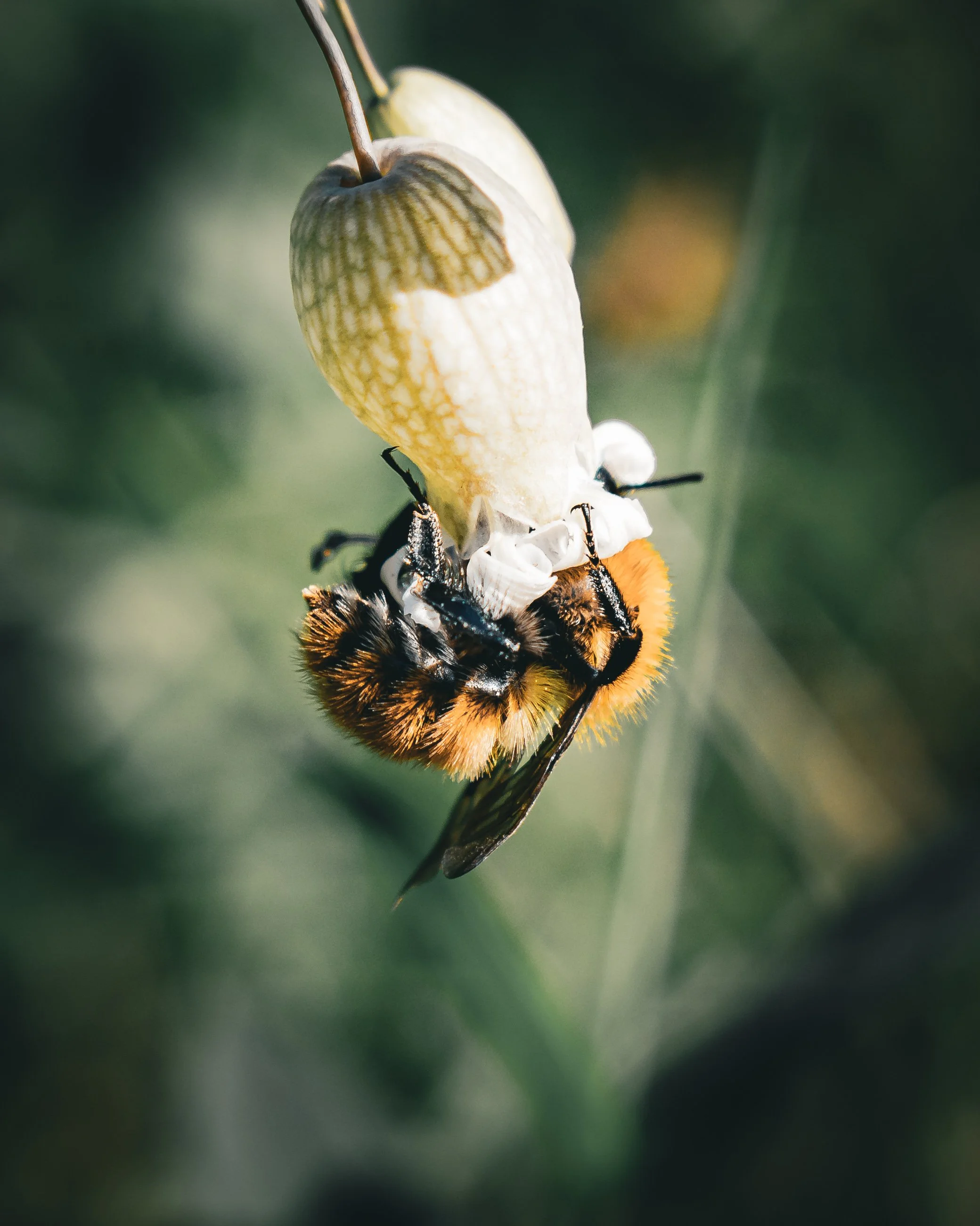 A bumblebee hanging from a white flower with a closed bud, set against a green blurred background.
